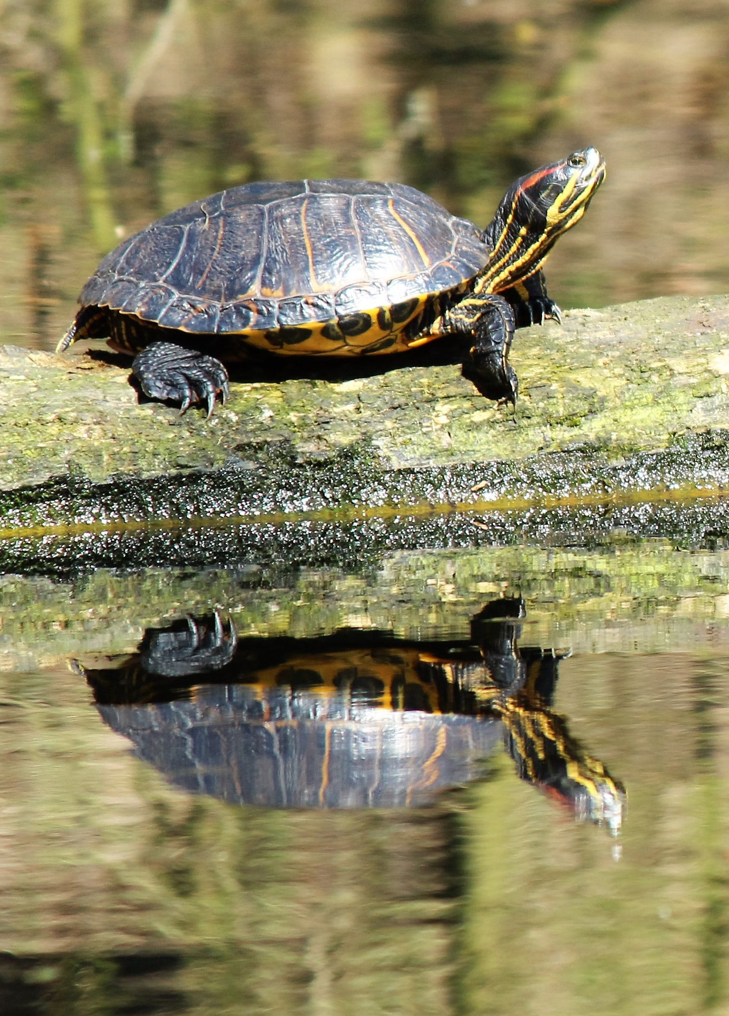 Canon EF-S 55-250mm F4-5.6 IS II sample photo. Schildpad photography