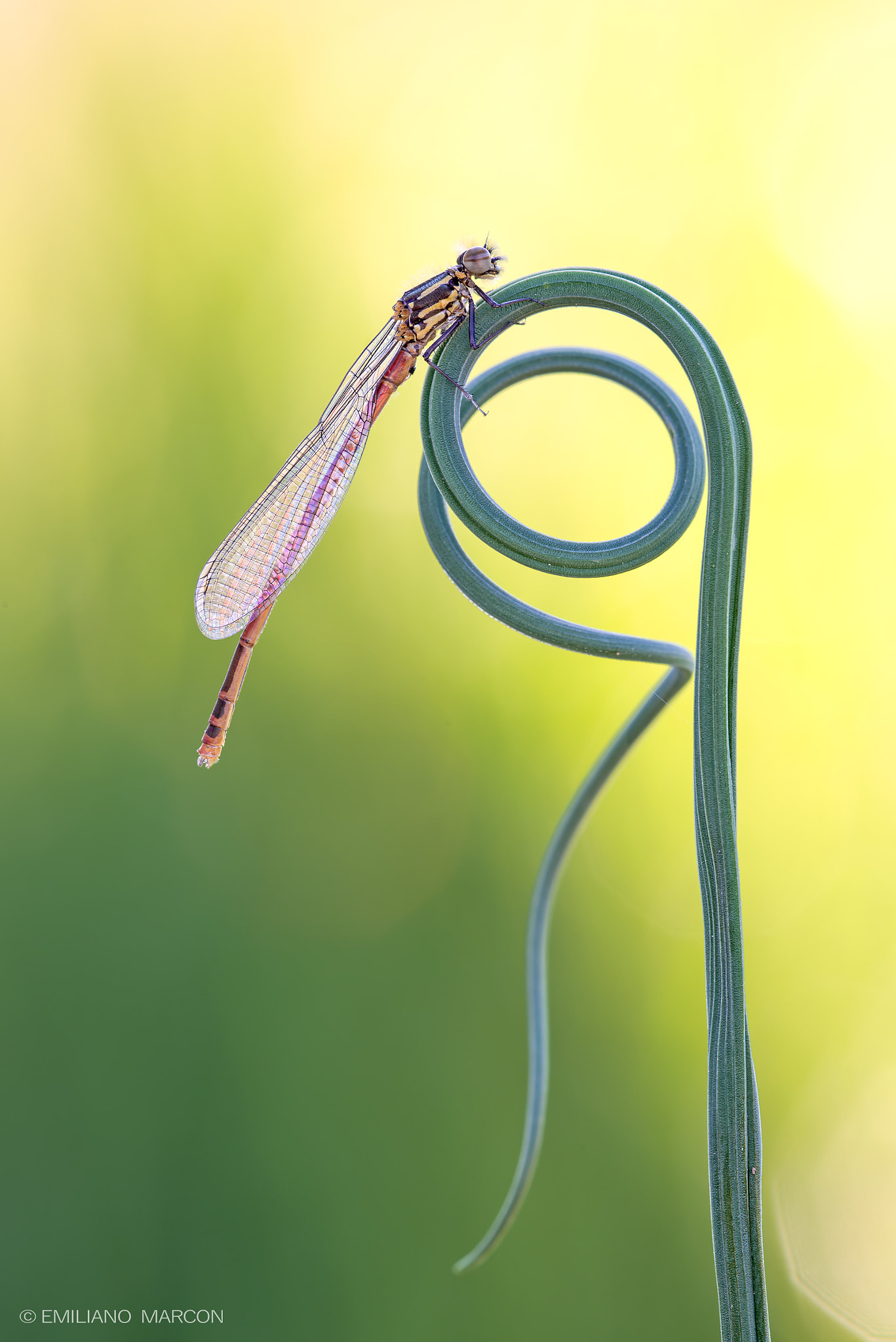 Sigma APO Macro 180mm F3.5 EX DG HSM sample photo. Nuove nascite photography