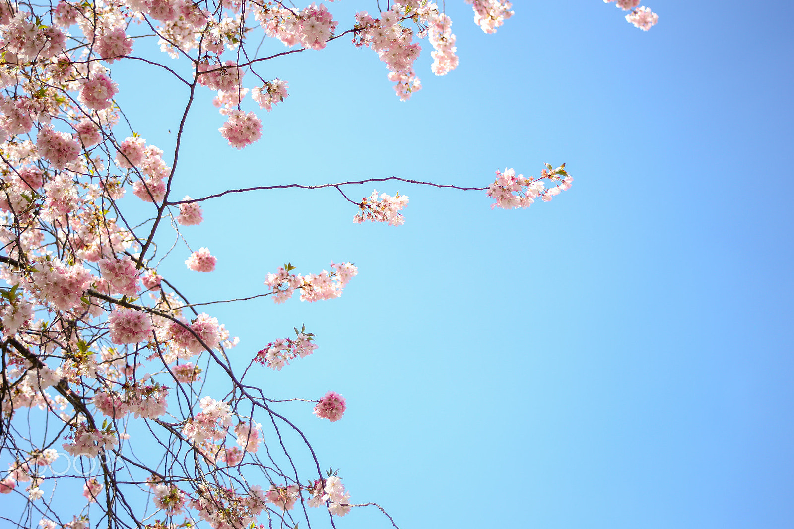 Canon EF 35-70mm f/3.5-4.5A sample photo. Augsburg cherry blossom by recal media photography