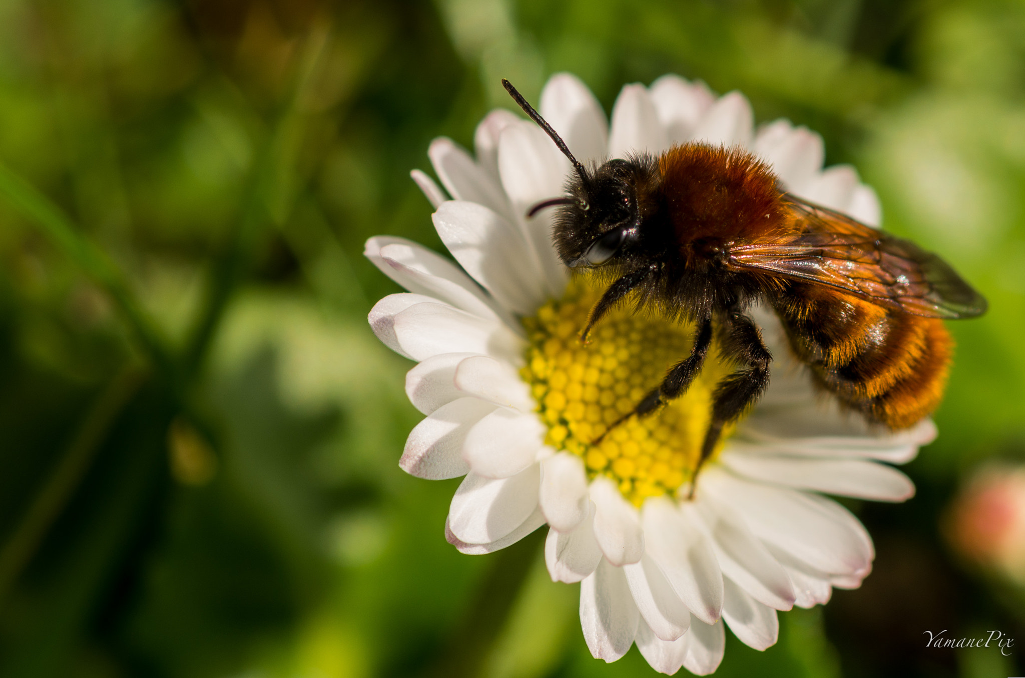 Pentax K-5 IIs + smc PENTAX-FA Macro 100mm F2.8 sample photo. Bee on flower photography