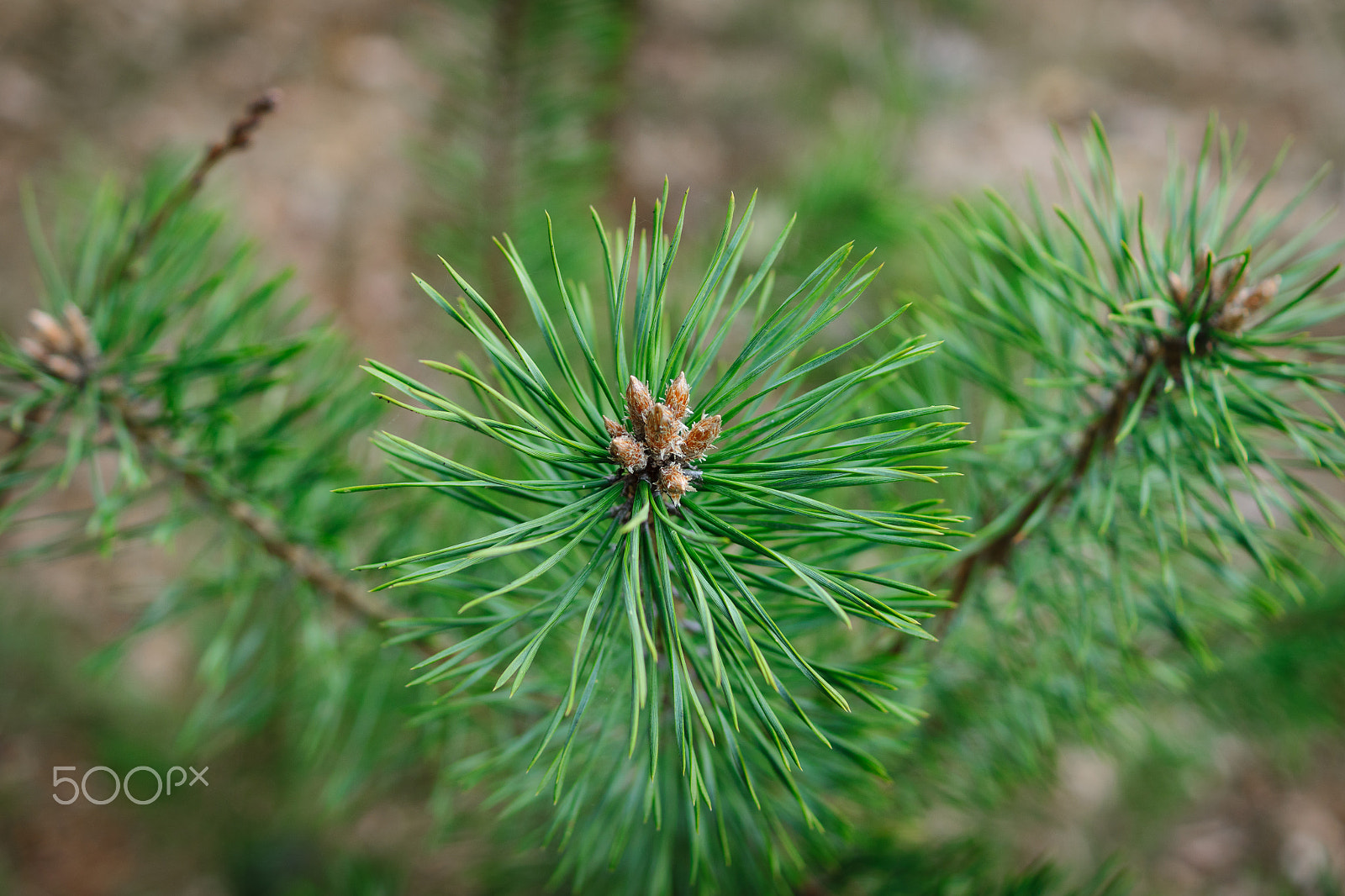 Sony SLT-A77 + Sony DT 35mm F1.8 SAM sample photo. Young pine sprouts. photography