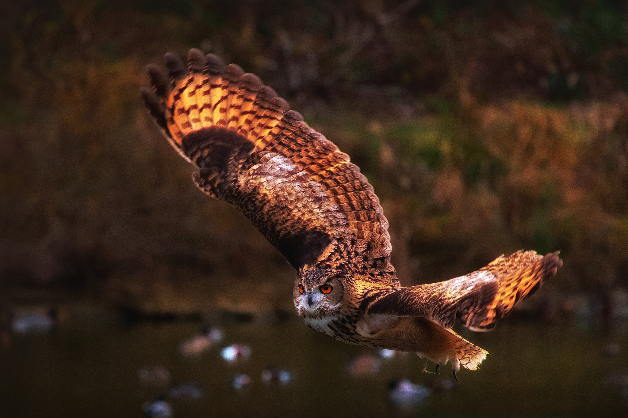 Fujifilm X-Pro1 + Fujifilm XC 50-230mm F4.5-6.7 OIS sample photo. Owl photography