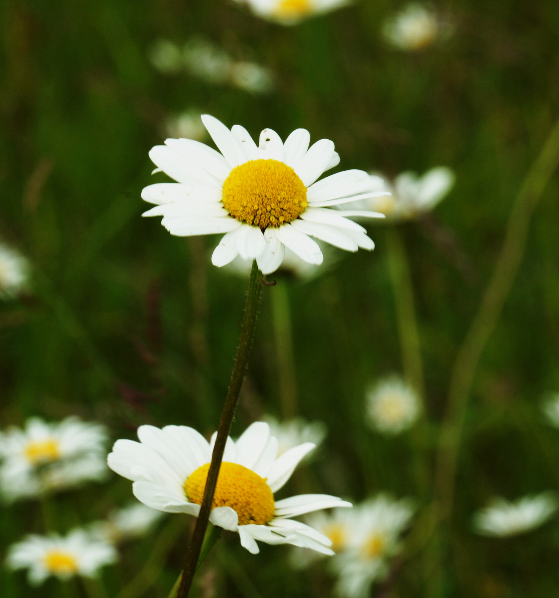 Sony NEX-VG20E sample photo. () photography