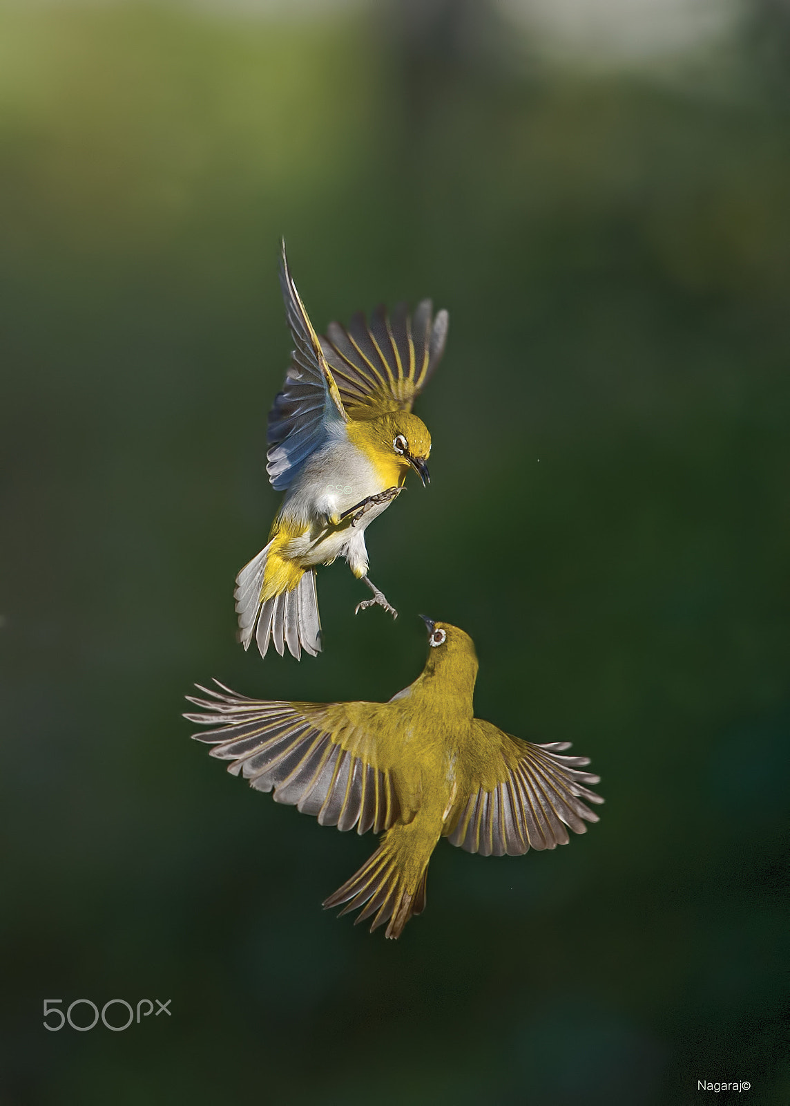 Nikon Nikkor AF-S 300mm F4E PF ED VR sample photo. Fight photography