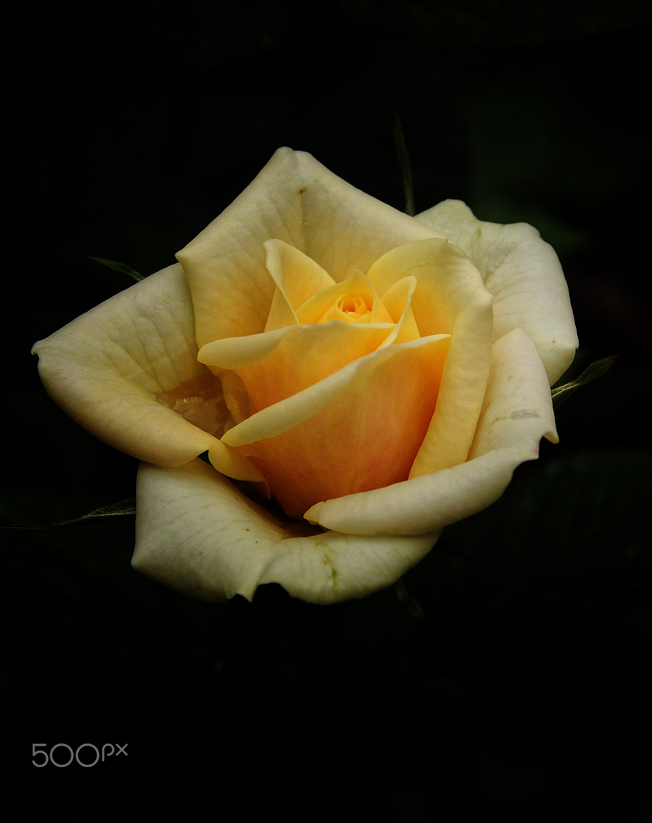 Nikon D300 sample photo. Rose photography