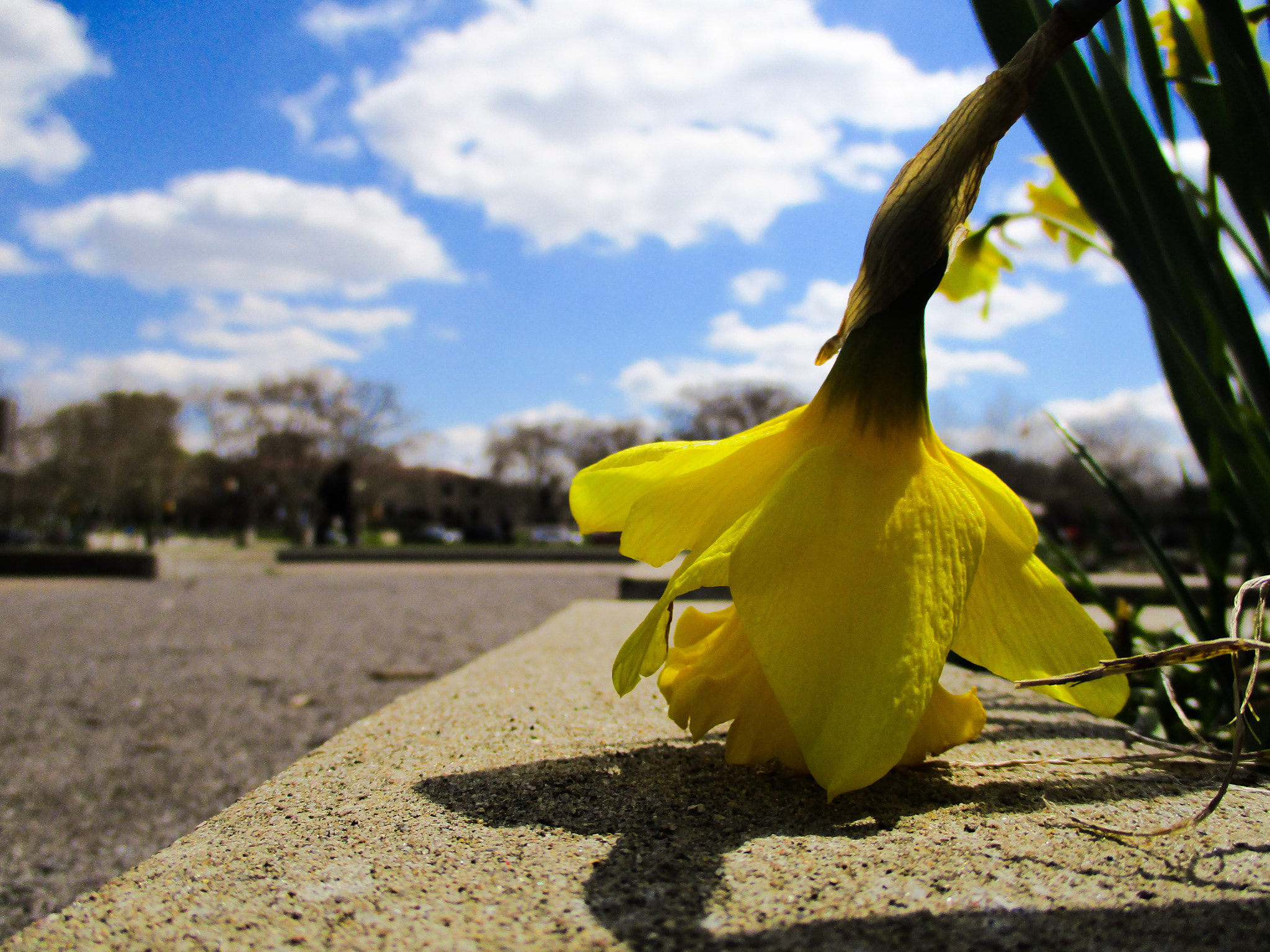 Canon PowerShot ELPH 160 (IXUS 160 / IXY 150) sample photo. Daffodil photography