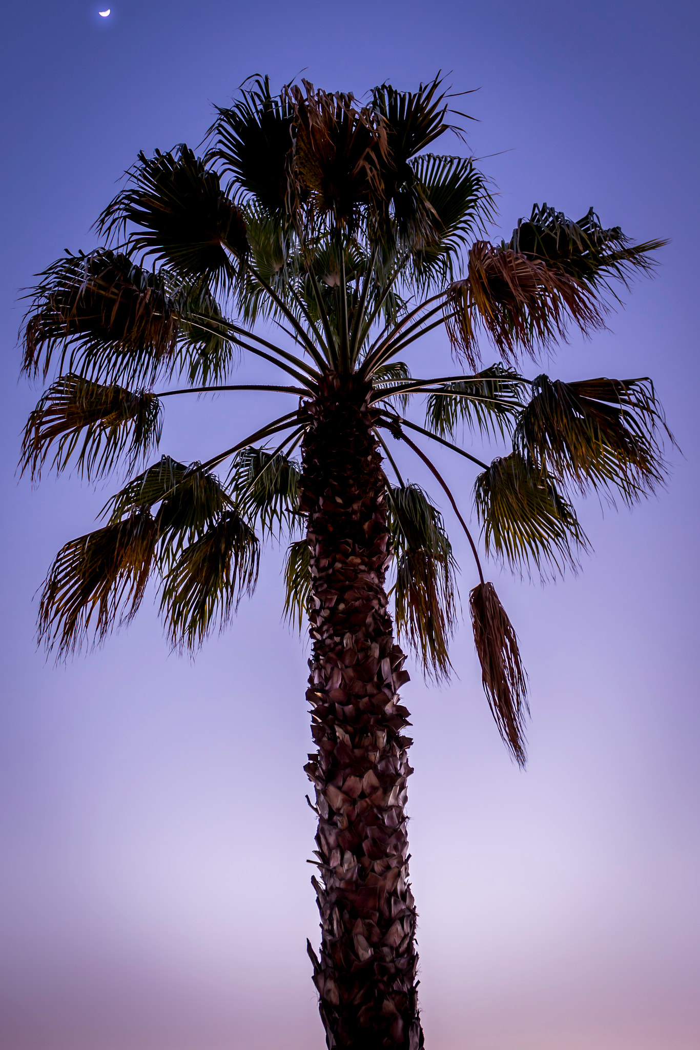 Canon EOS 7D Mark II + Canon EF-S 18-55mm F3.5-5.6 IS STM sample photo. Palm tree photography