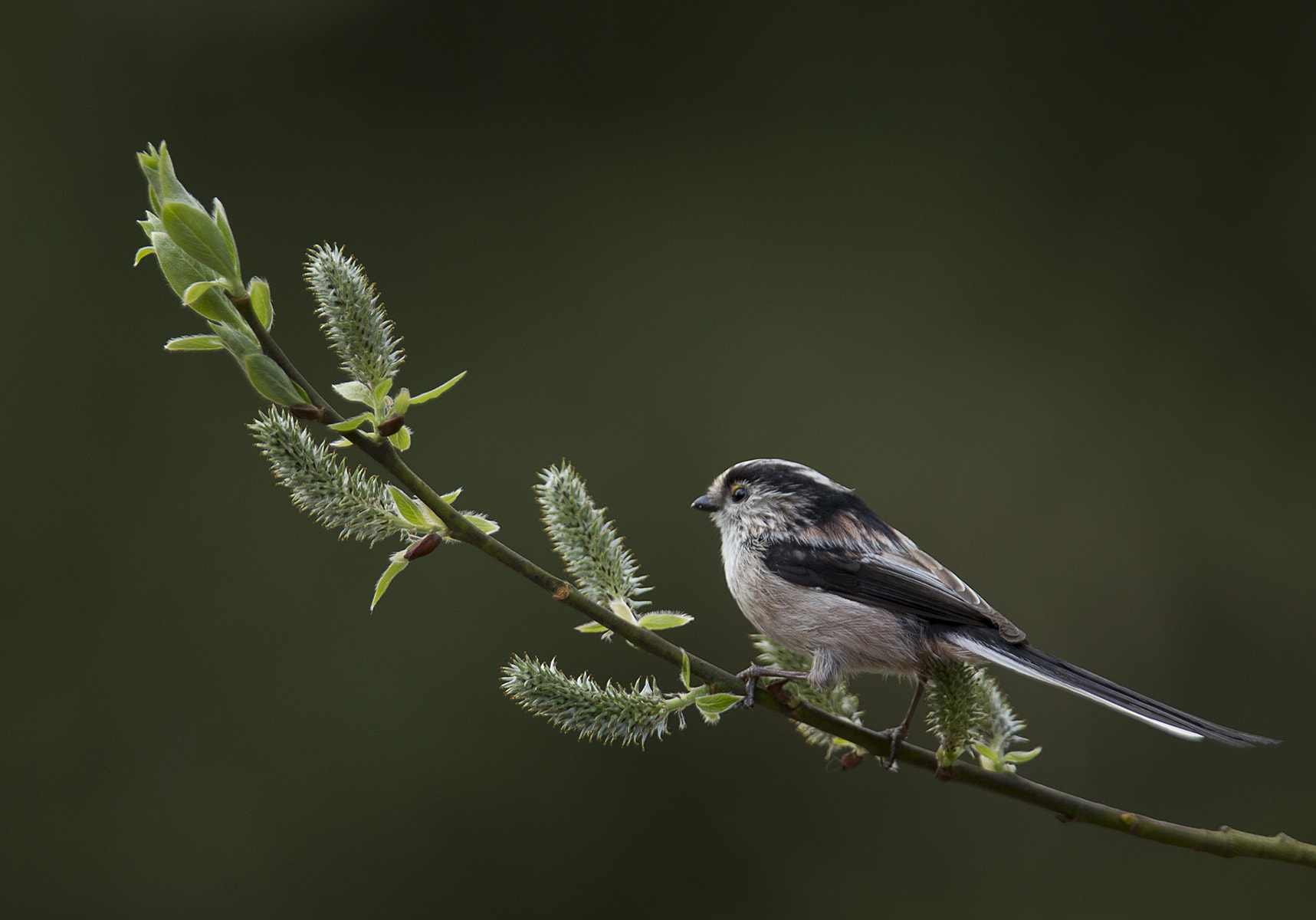 Canon EF 300mm F2.8L IS USM sample photo. Long tailed tit photography