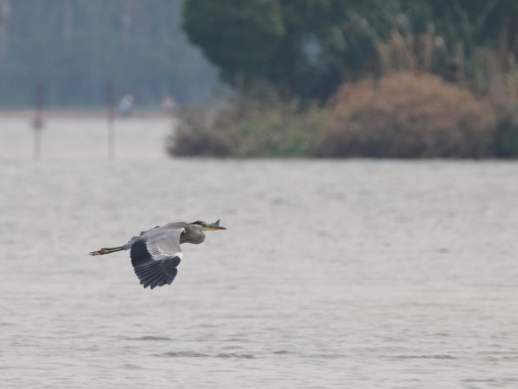 Canon EOS 750D (EOS Rebel T6i / EOS Kiss X8i) + Tamron SP 150-600mm F5-6.3 Di VC USD sample photo. Flying photography
