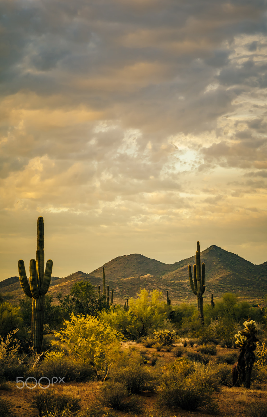 Nikon D7000 + AF Nikkor 70-210mm f/4-5.6 sample photo. Cactus morning photography