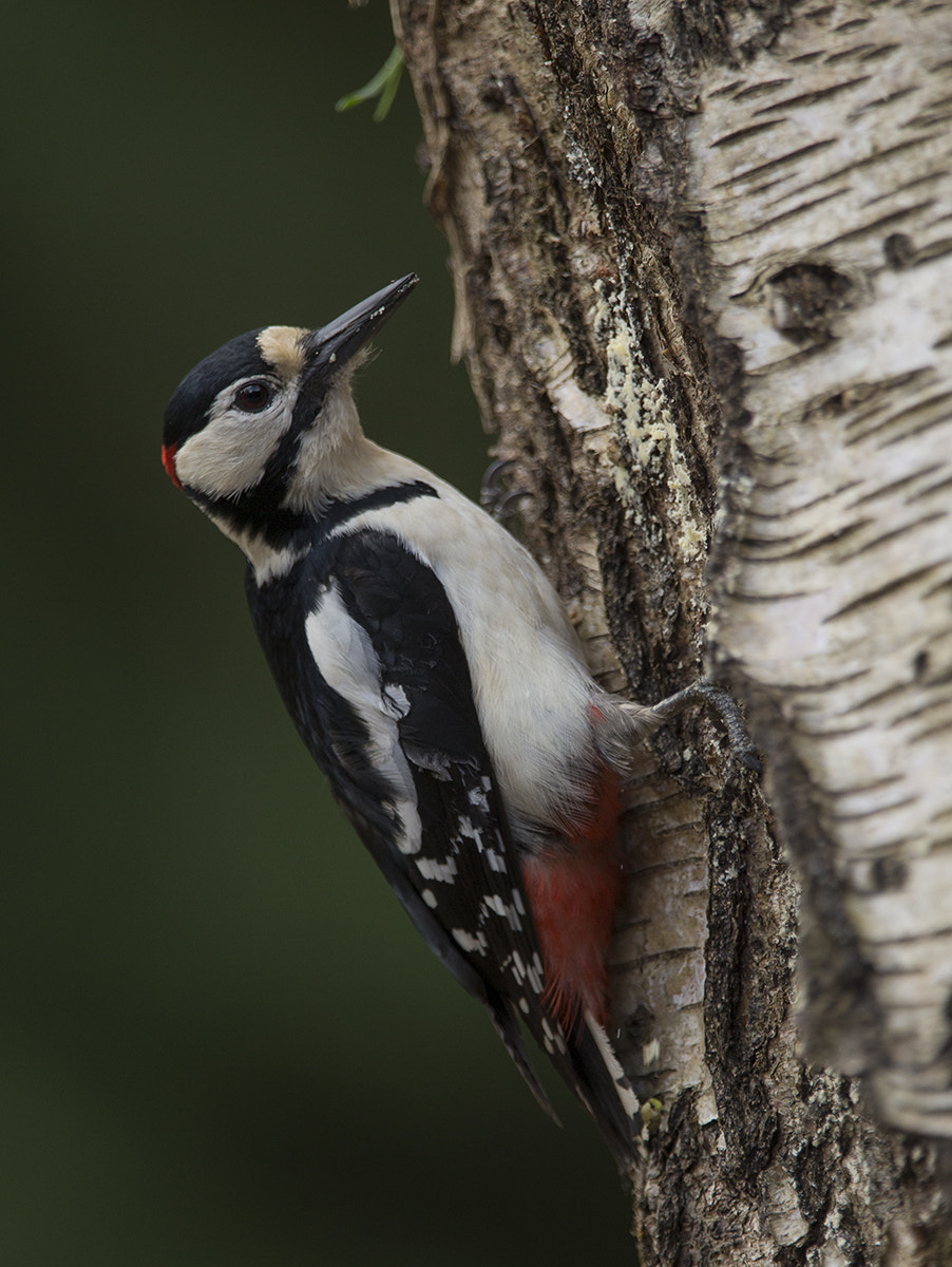 Canon EF 300mm F2.8L IS USM sample photo. Greater spotted woodpecker photography