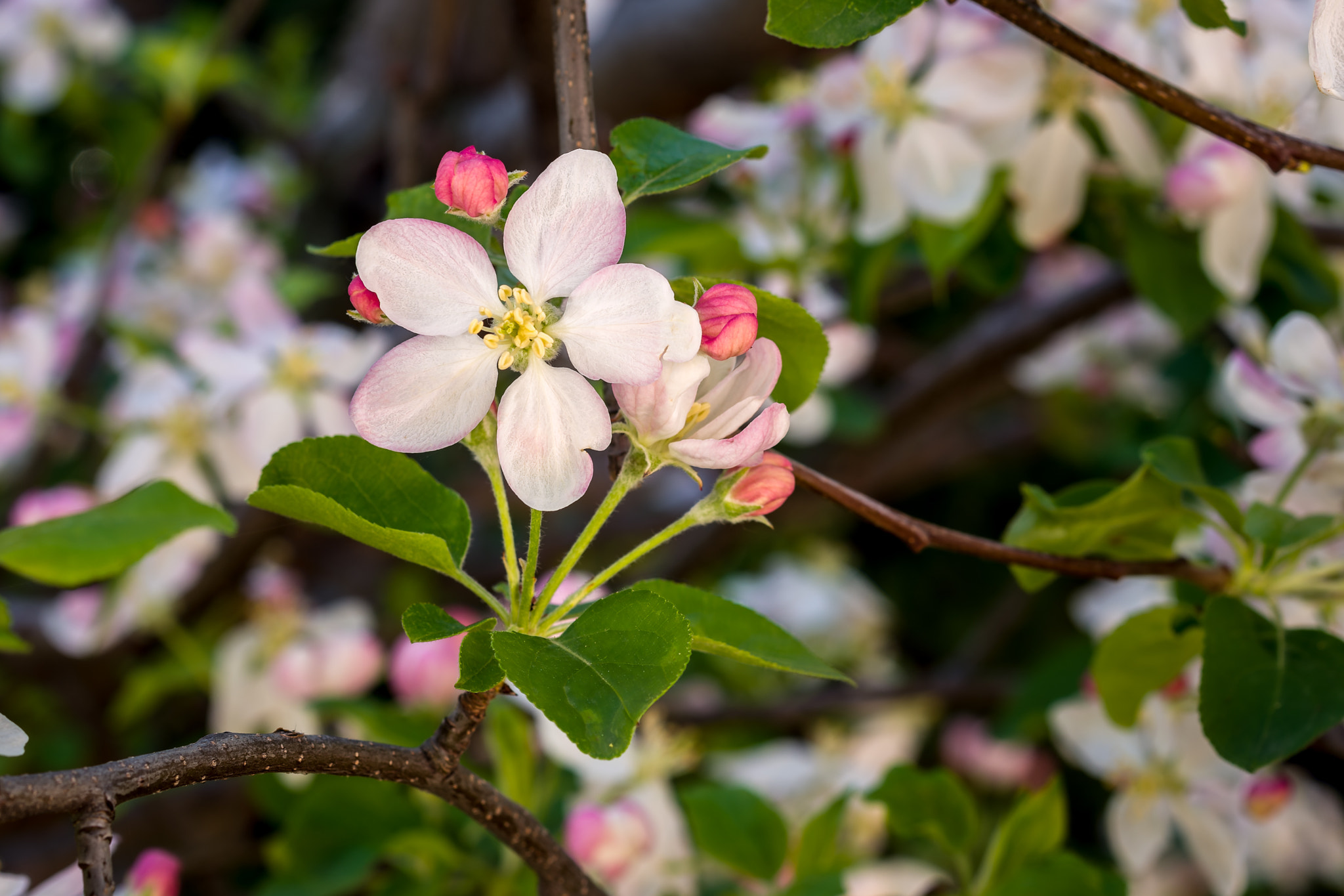 Nikon D800 + ZEISS Milvus 50mm F2 Macro sample photo. Malus domestica photography