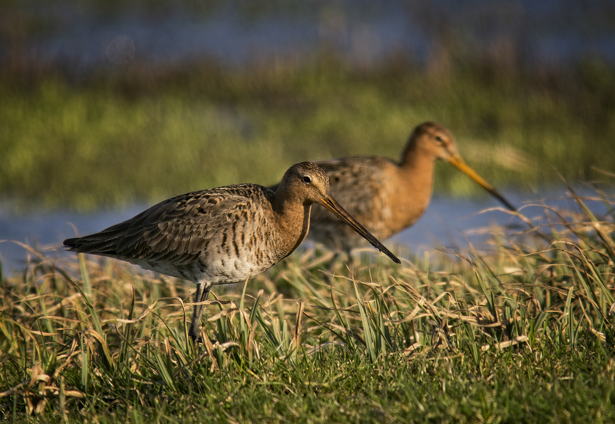 Sigma 150-500mm F5-6.3 DG OS HSM sample photo. The return of the godwits photography