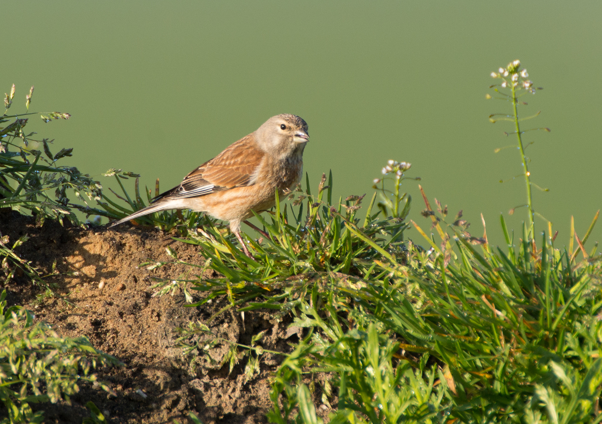 Nikon D600 + Nikon AF-S Nikkor 600mm F4G ED VR sample photo. Kneu photography