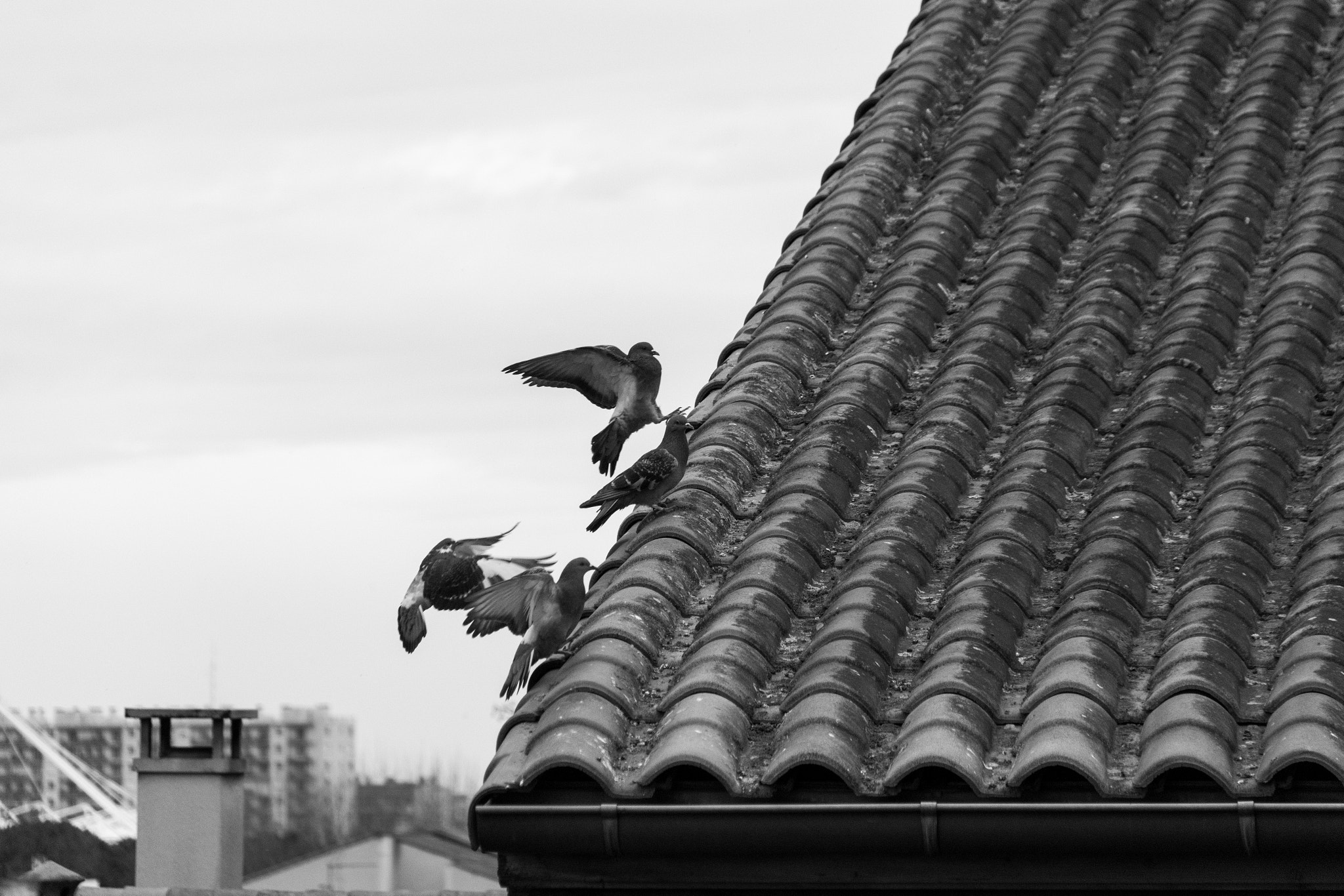 Sigma 18-250mm F3.5-6.3 DC Macro OS HSM sample photo. Pigeons photography