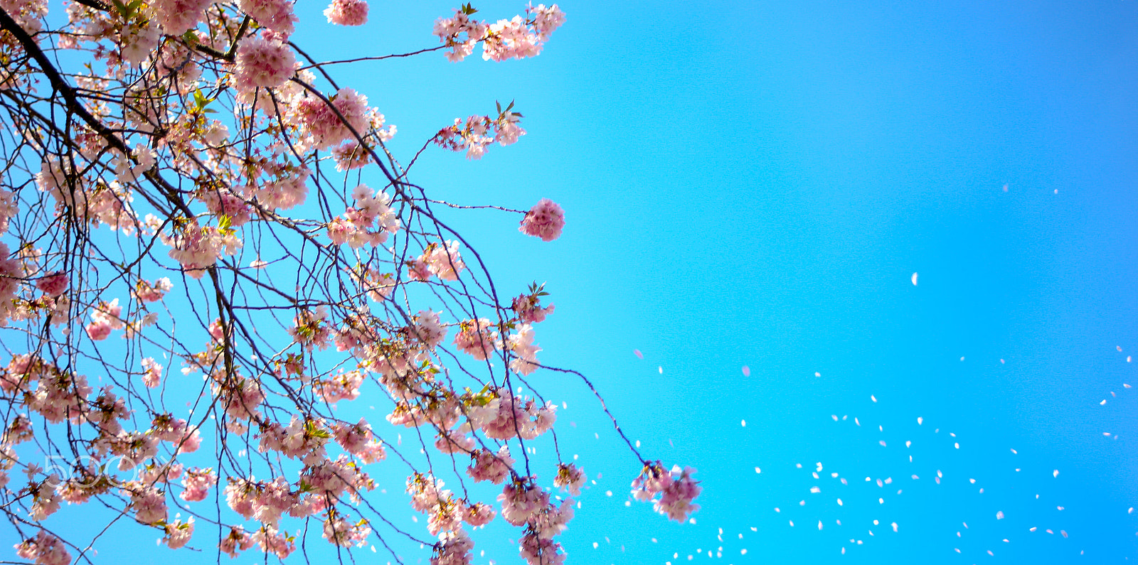 Canon EOS 6D + Canon EF 35-70mm f/3.5-4.5A sample photo. Pink cherry blossom in the wind     by recal media photography