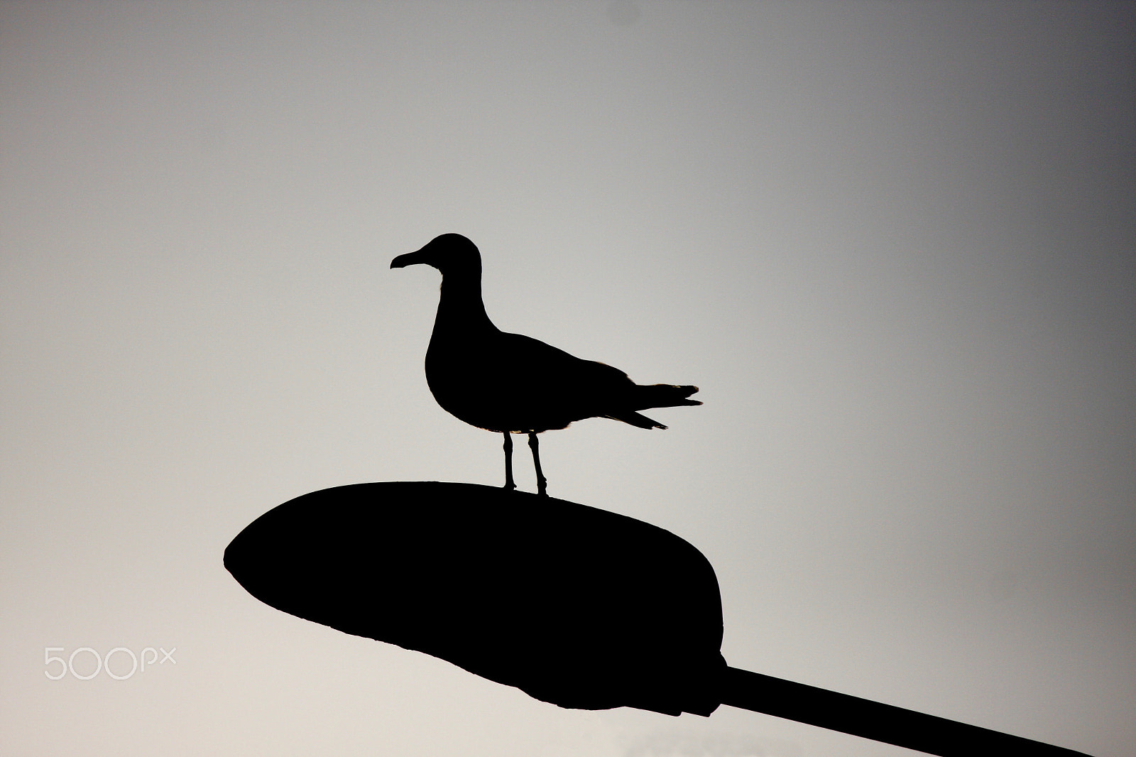 Canon EOS 40D sample photo. Seagull photography