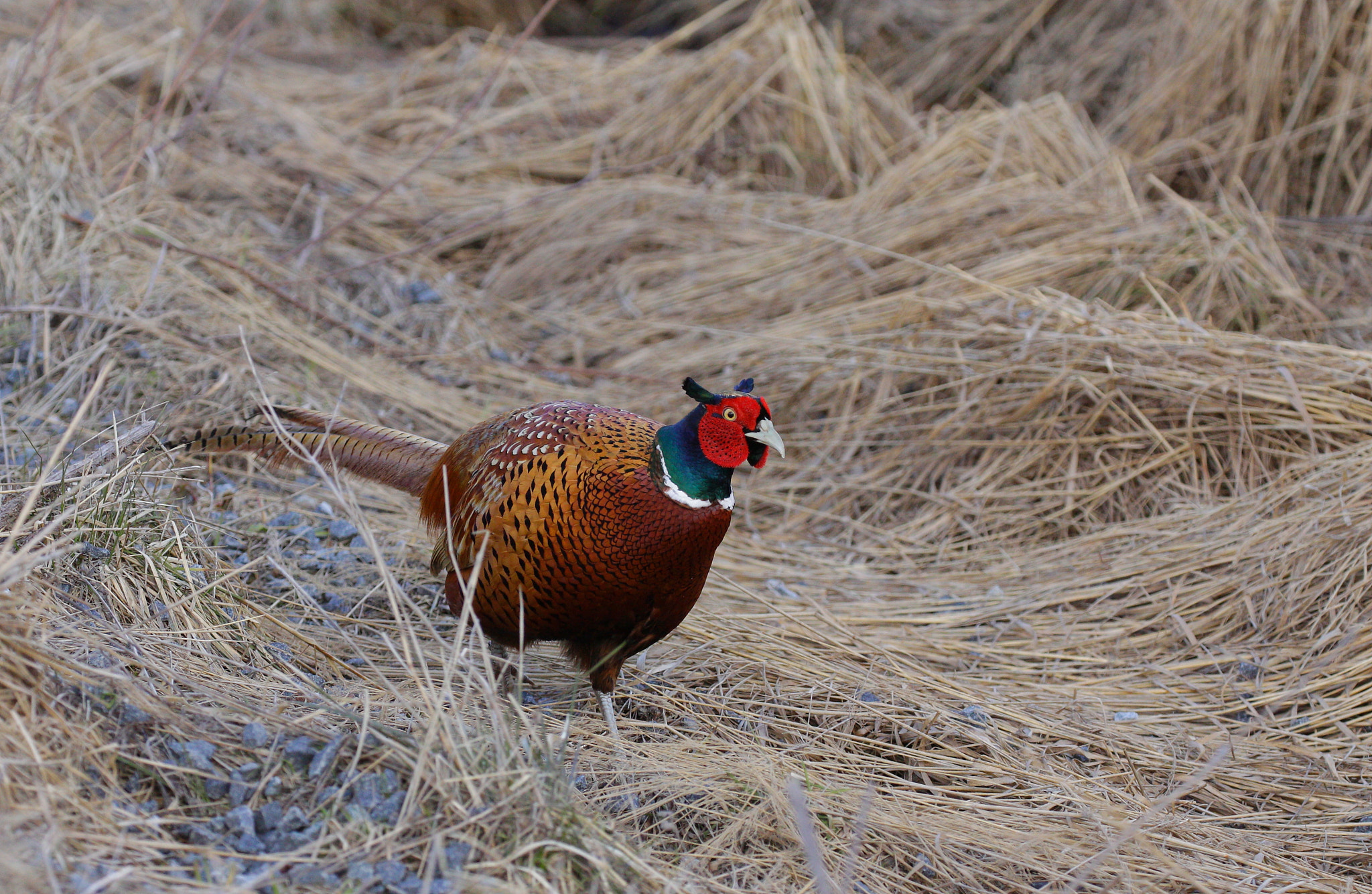 Canon EOS 50D + Canon EF 100-400mm F4.5-5.6L IS II USM sample photo. Pheasant photography