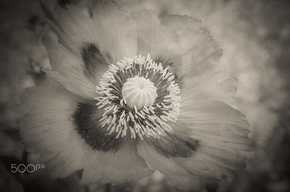 Sony Alpha DSLR-A580 sample photo. Poppy photography