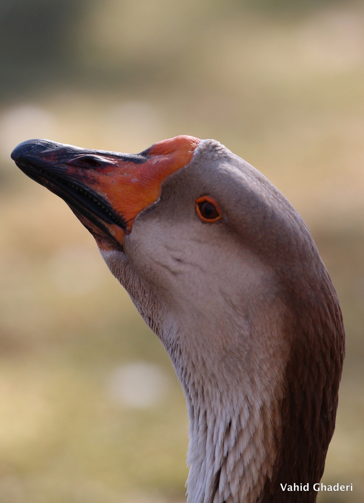 Canon EF 100-400mm F4.5-5.6L IS II USM sample photo. Cro photography