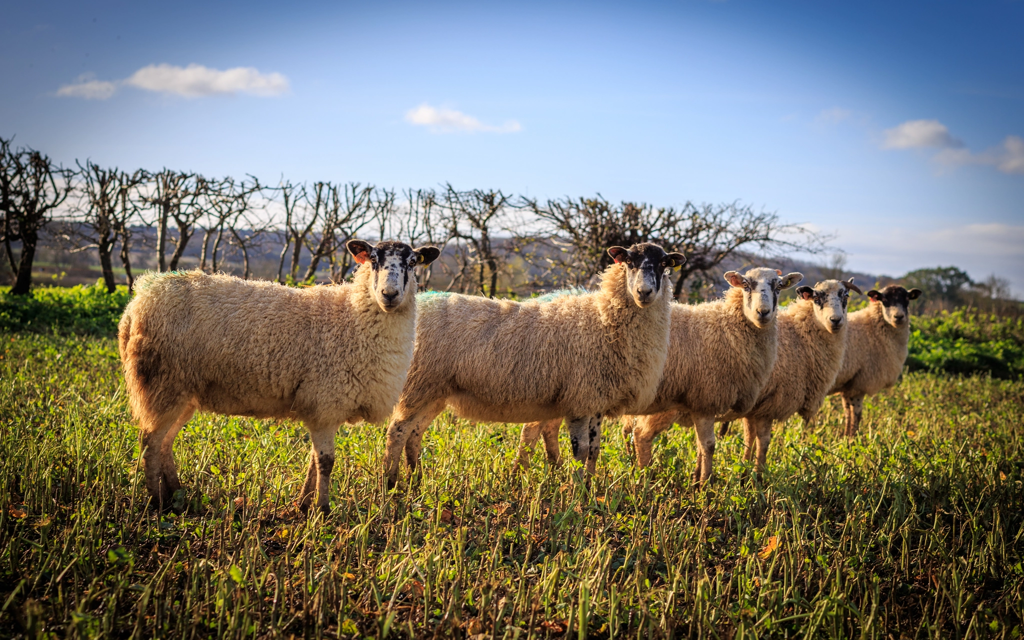 Synchronized Sheeps