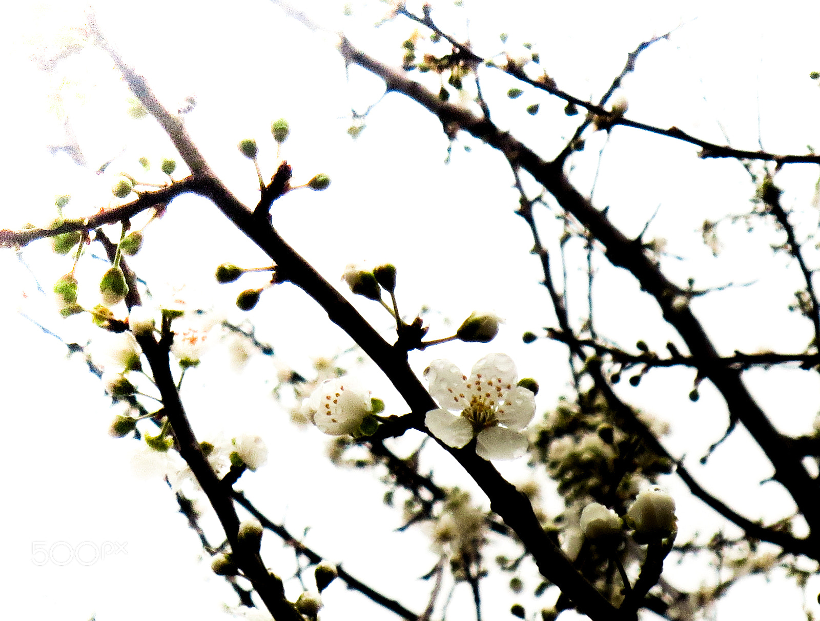 Canon PowerShot ELPH 110HS (PowerShot IXUS 125 HS) sample photo. White bloom photography