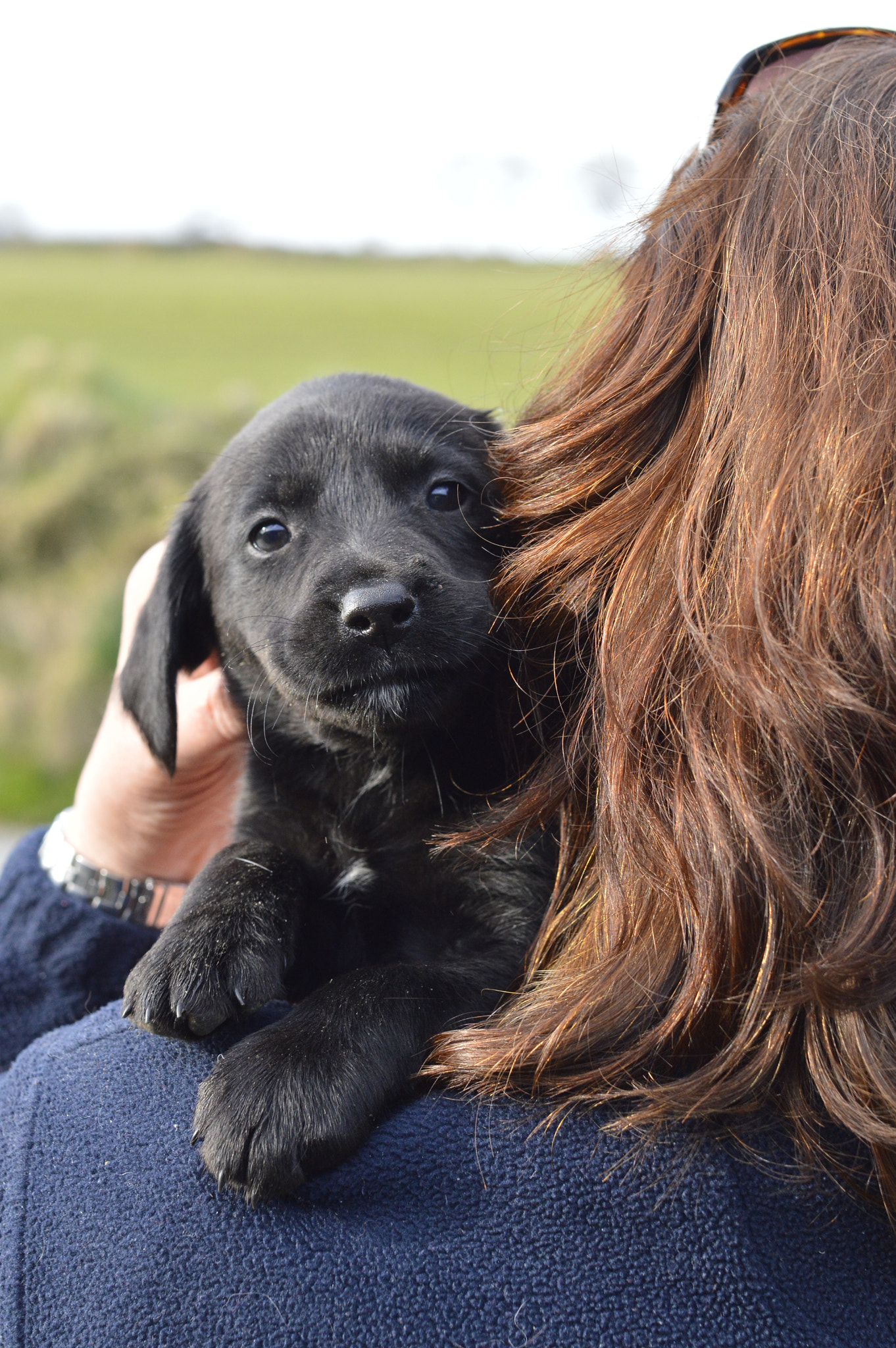 Nikon D3200 + Sigma 50mm F1.4 EX DG HSM sample photo. Puppy #1 photography