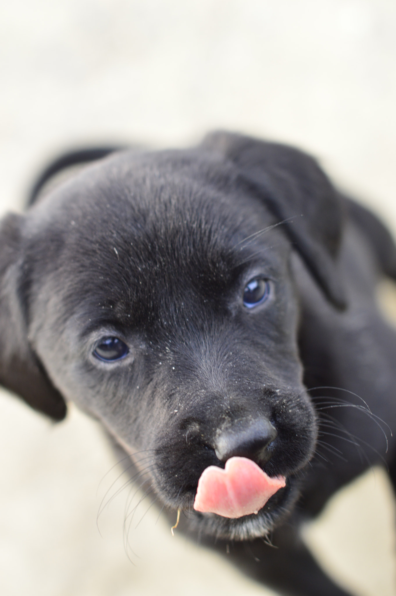 Nikon D3200 + Sigma 50mm F1.4 EX DG HSM sample photo. Puppy #2 photography