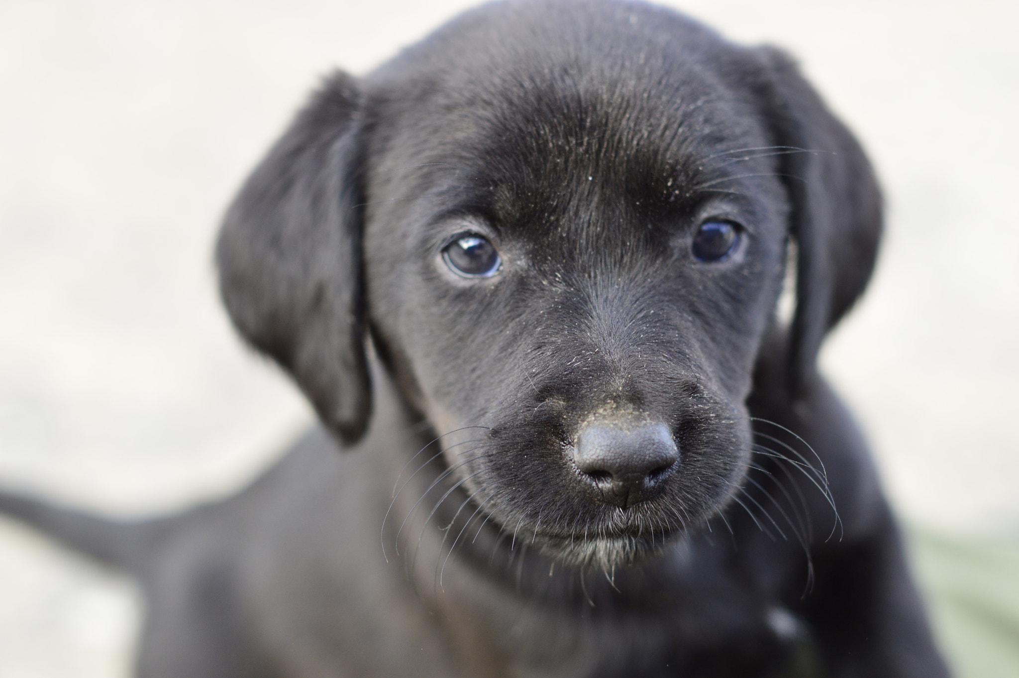 Nikon D3200 + Sigma 50mm F1.4 EX DG HSM sample photo. Puppy #3 photography