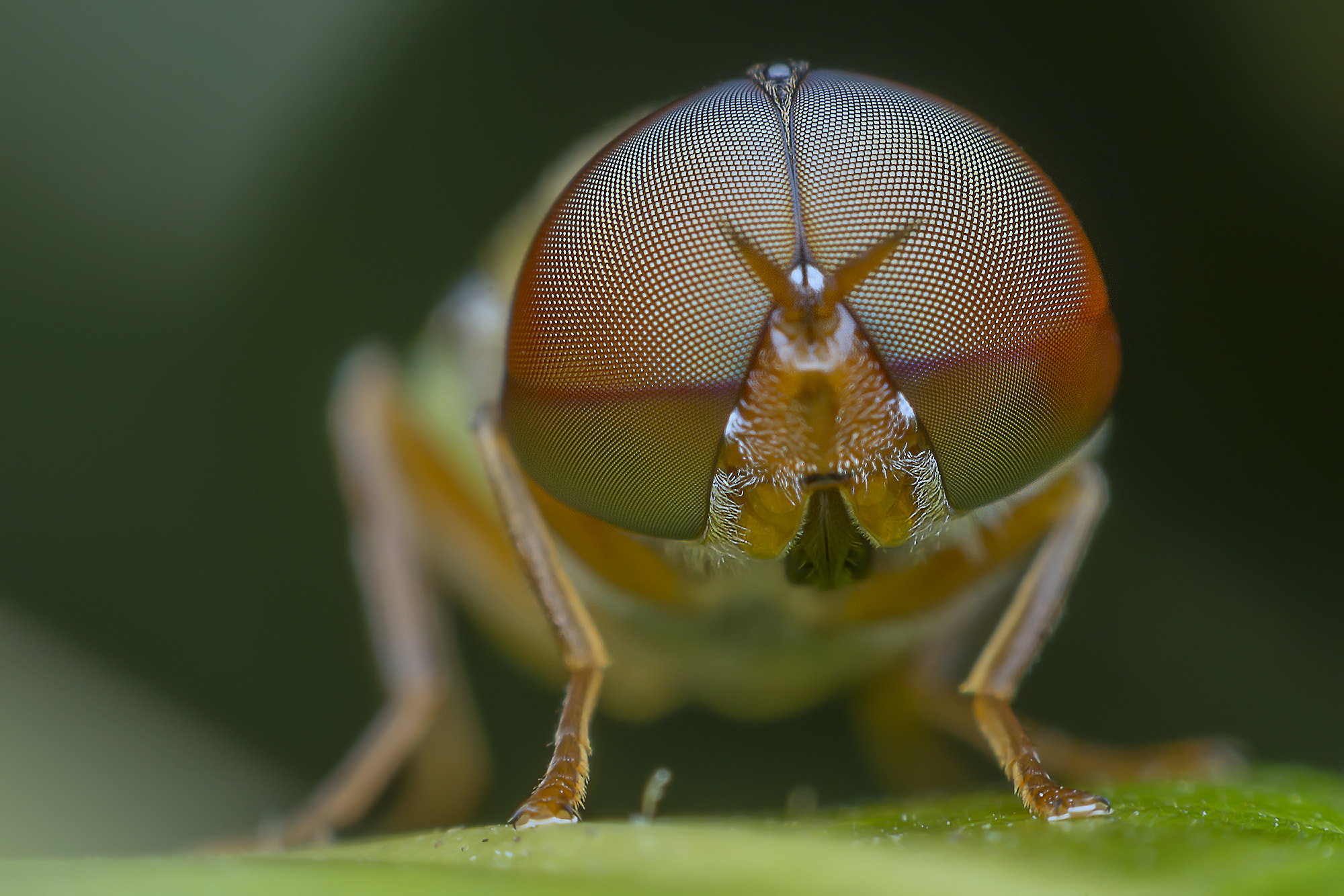 Nikon D800E sample photo. Macro photography photography