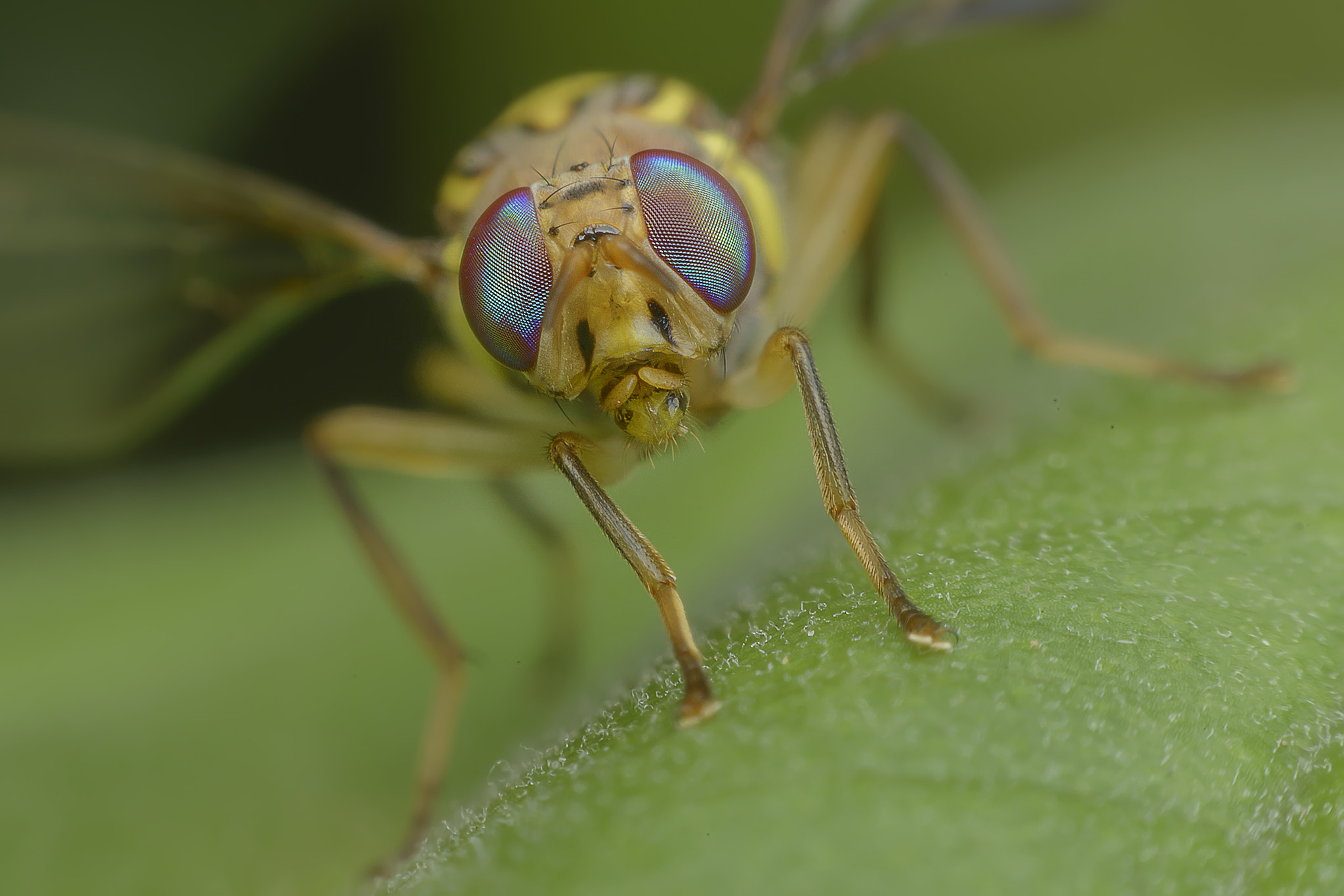 Nikon D800E sample photo. Macro photography photography