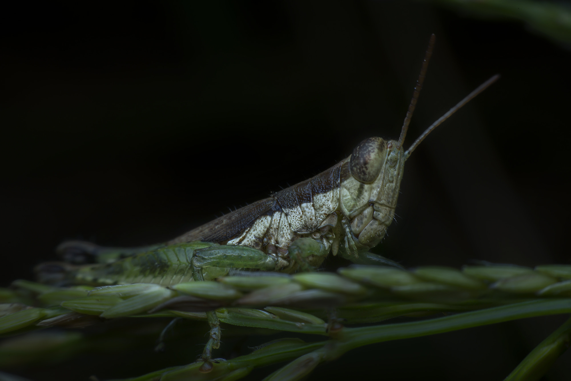 Nikon D800E sample photo. Macro photography photography