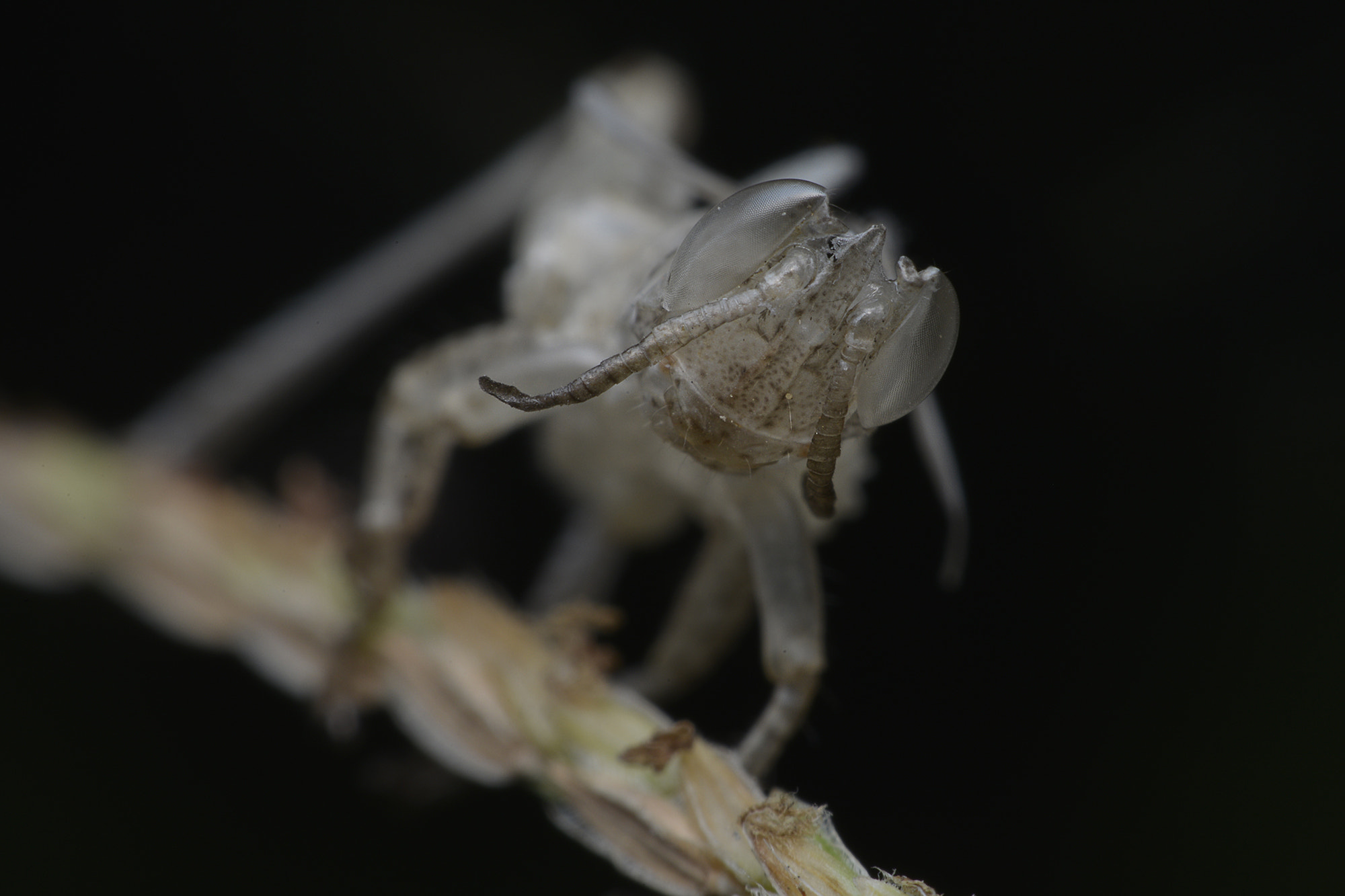 Nikon D800E sample photo. Macro photography photography