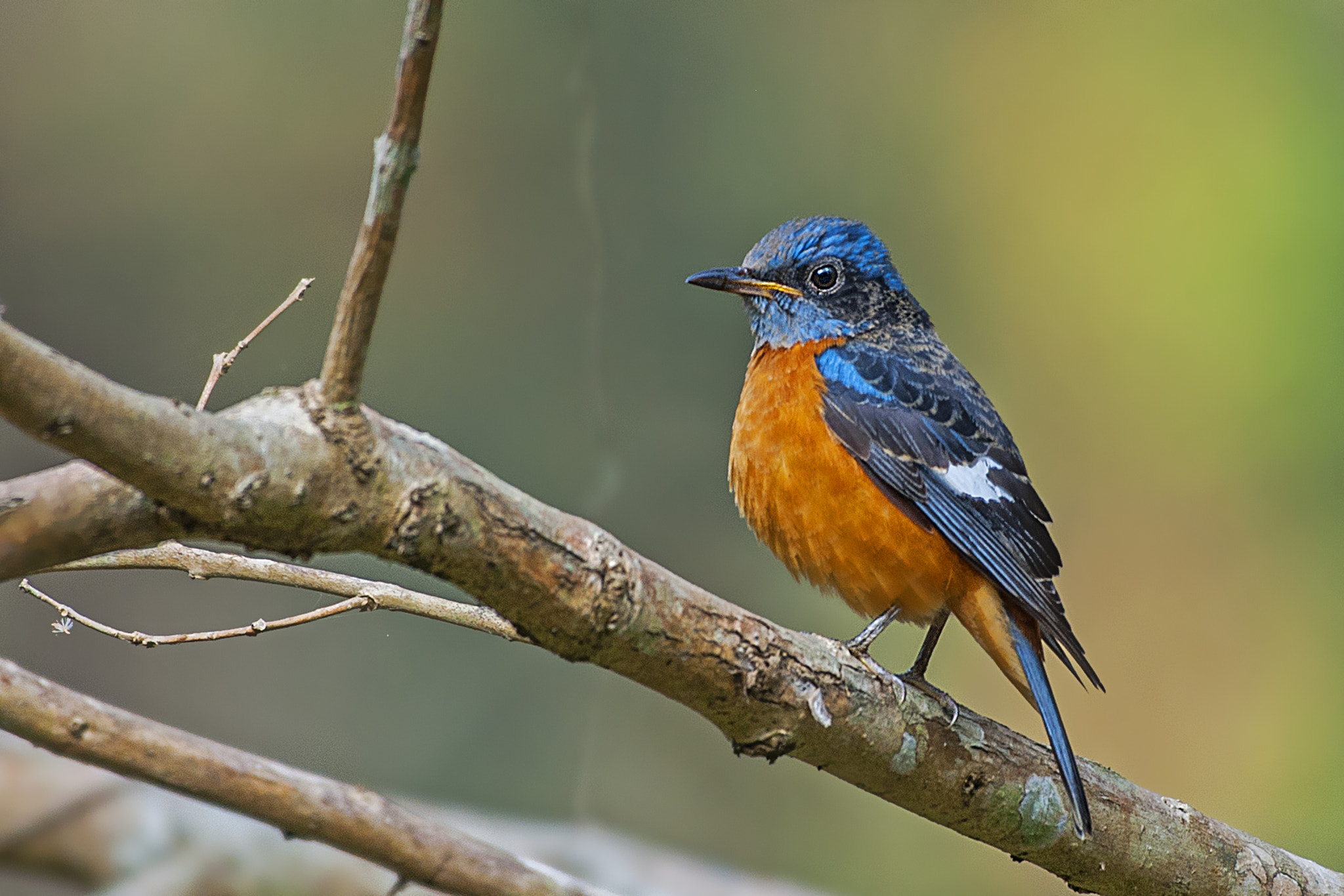 Nikon AF-S Nikkor 200-500mm F5.6E ED VR sample photo
