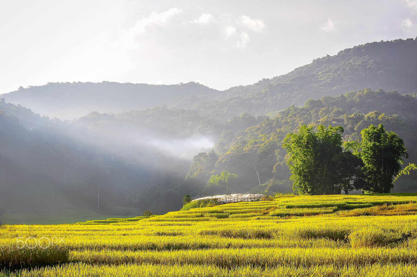 Nikon D90 + Sigma 50mm F1.4 EX DG HSM sample photo. Rice in thailand photography