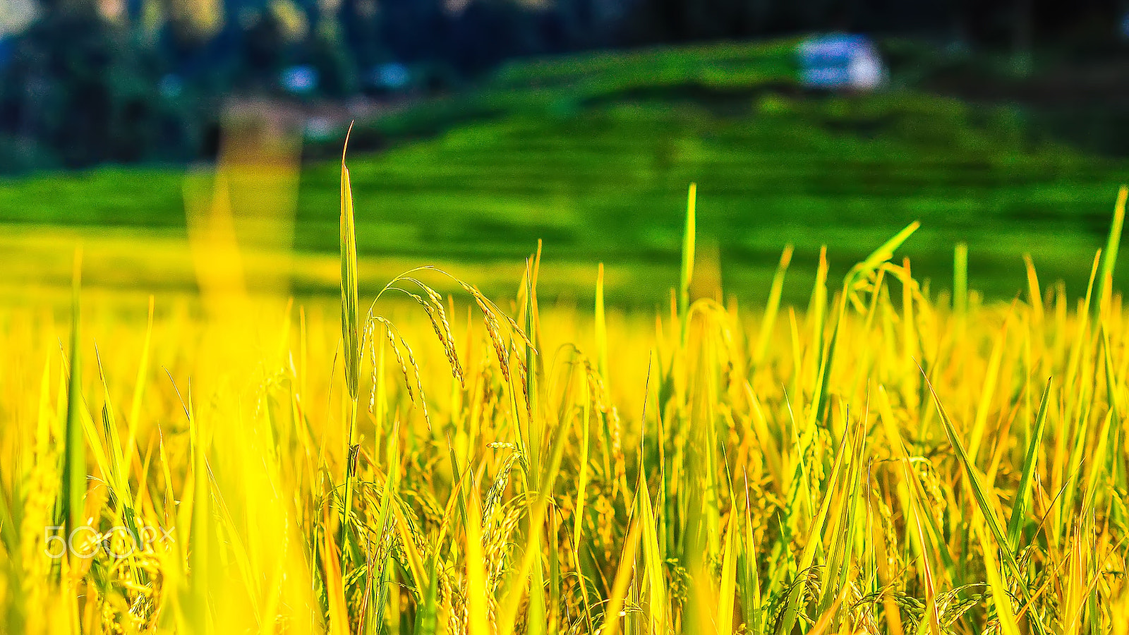 Nikon D90 + Sigma 50mm F1.4 EX DG HSM sample photo. Rice in thailand photography