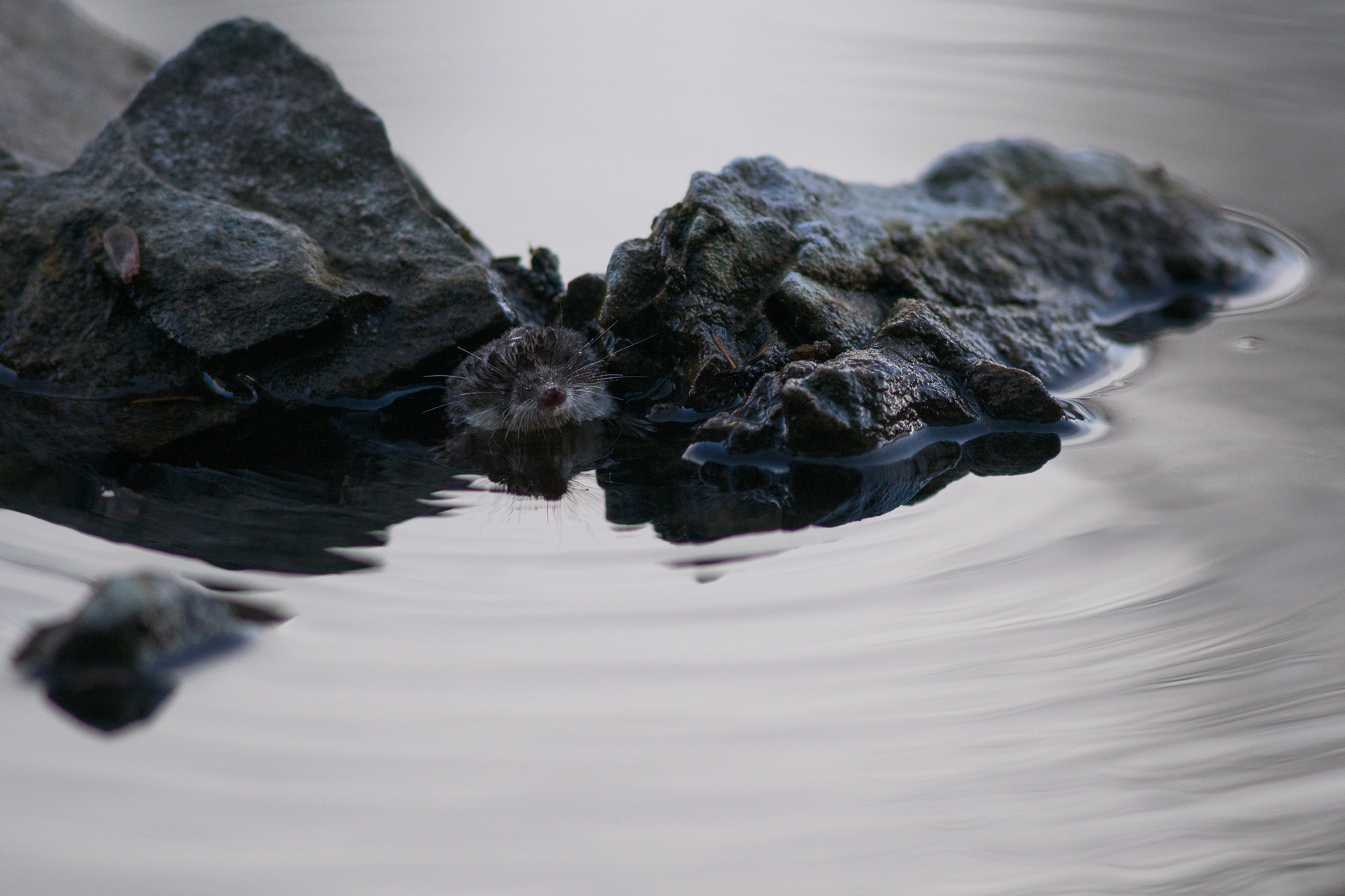 Minolta AF 28-85mm F3.5-4.5 New sample photo. The rock photography