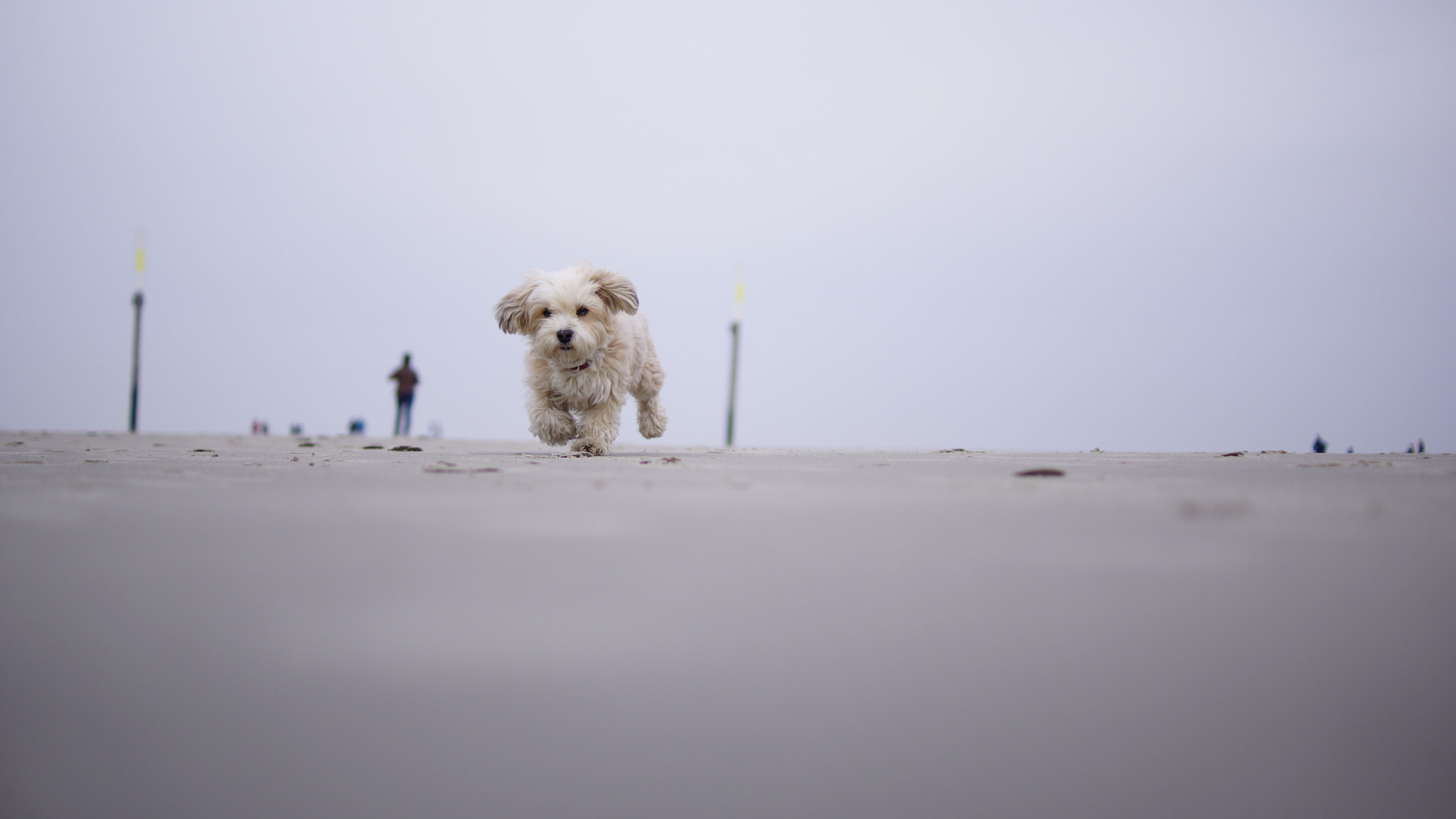 Sony SLT-A77 + Sony DT 35mm F1.8 SAM sample photo. All you need is love & a dog. photography