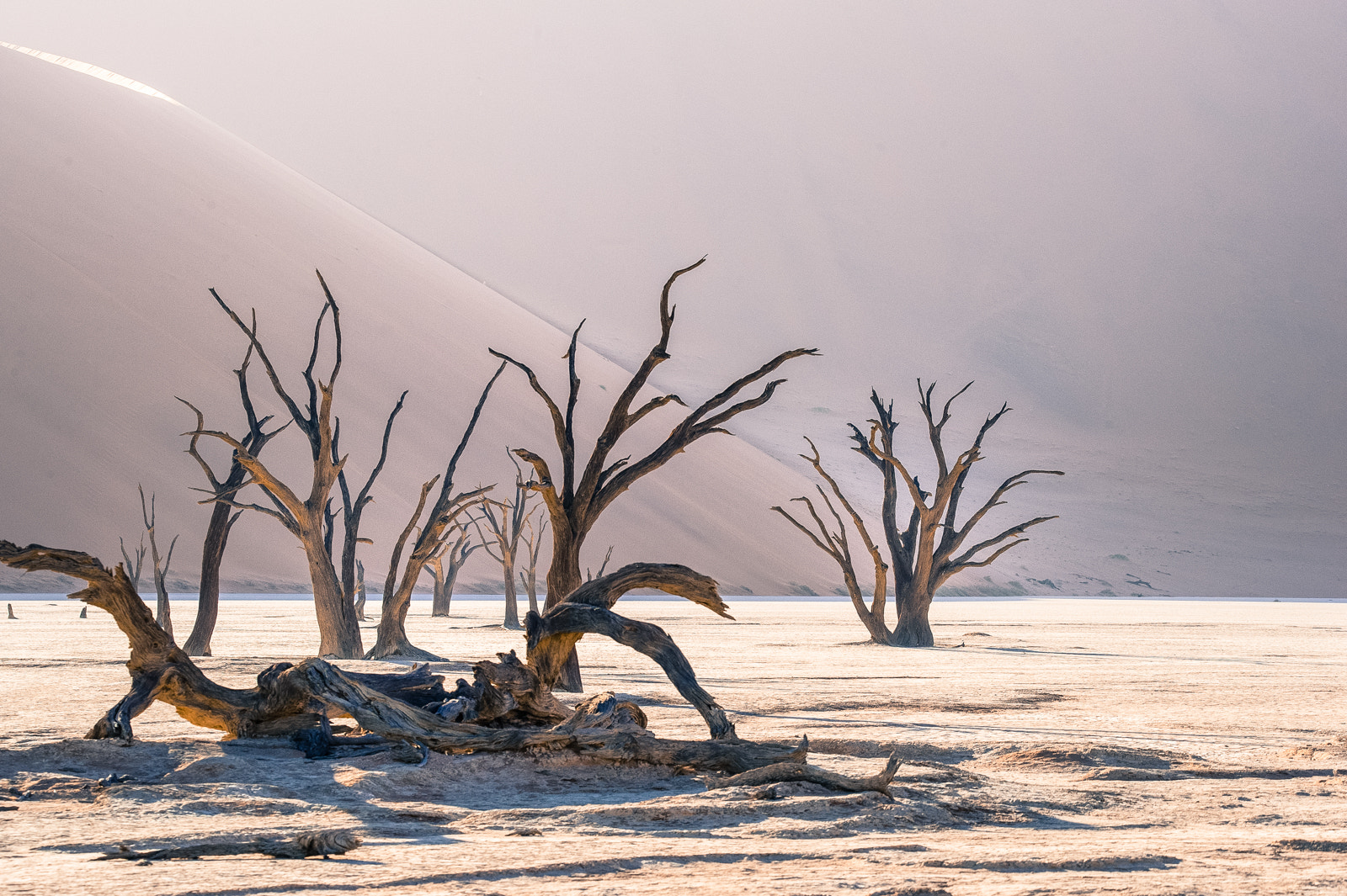 Nikon D3S sample photo. Le ballet des arbres morts photography