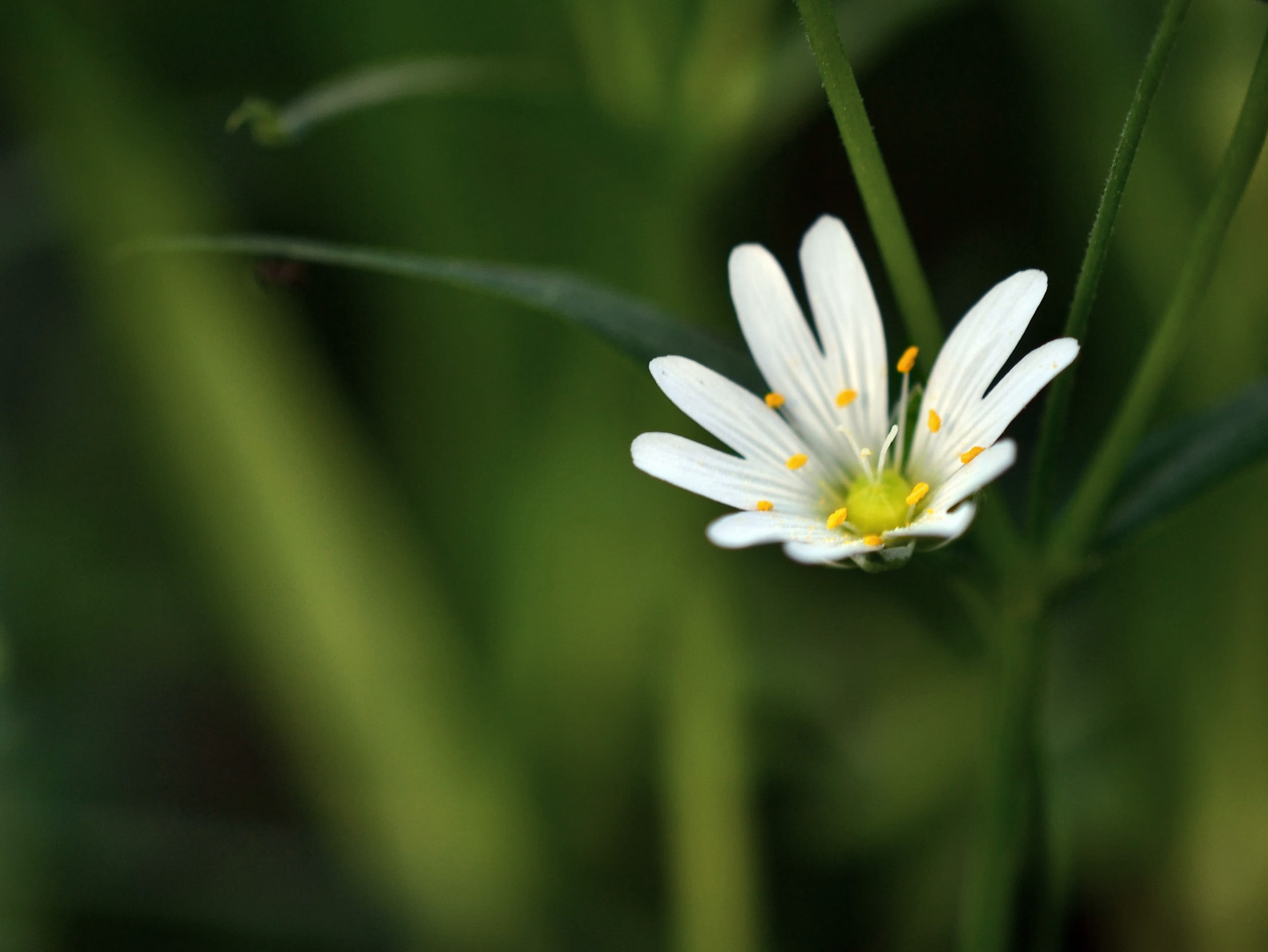 Nikon AF-S DX Micro-Nikkor 85mm F3.5G ED VR sample photo. Stellaria holostea photography