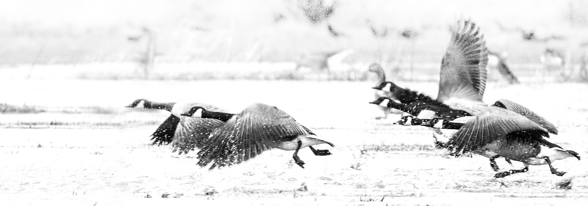 Sony ILCA-77M2 + Minolta AF 400mm F4.5 HS-APO G sample photo. Takeoff photography