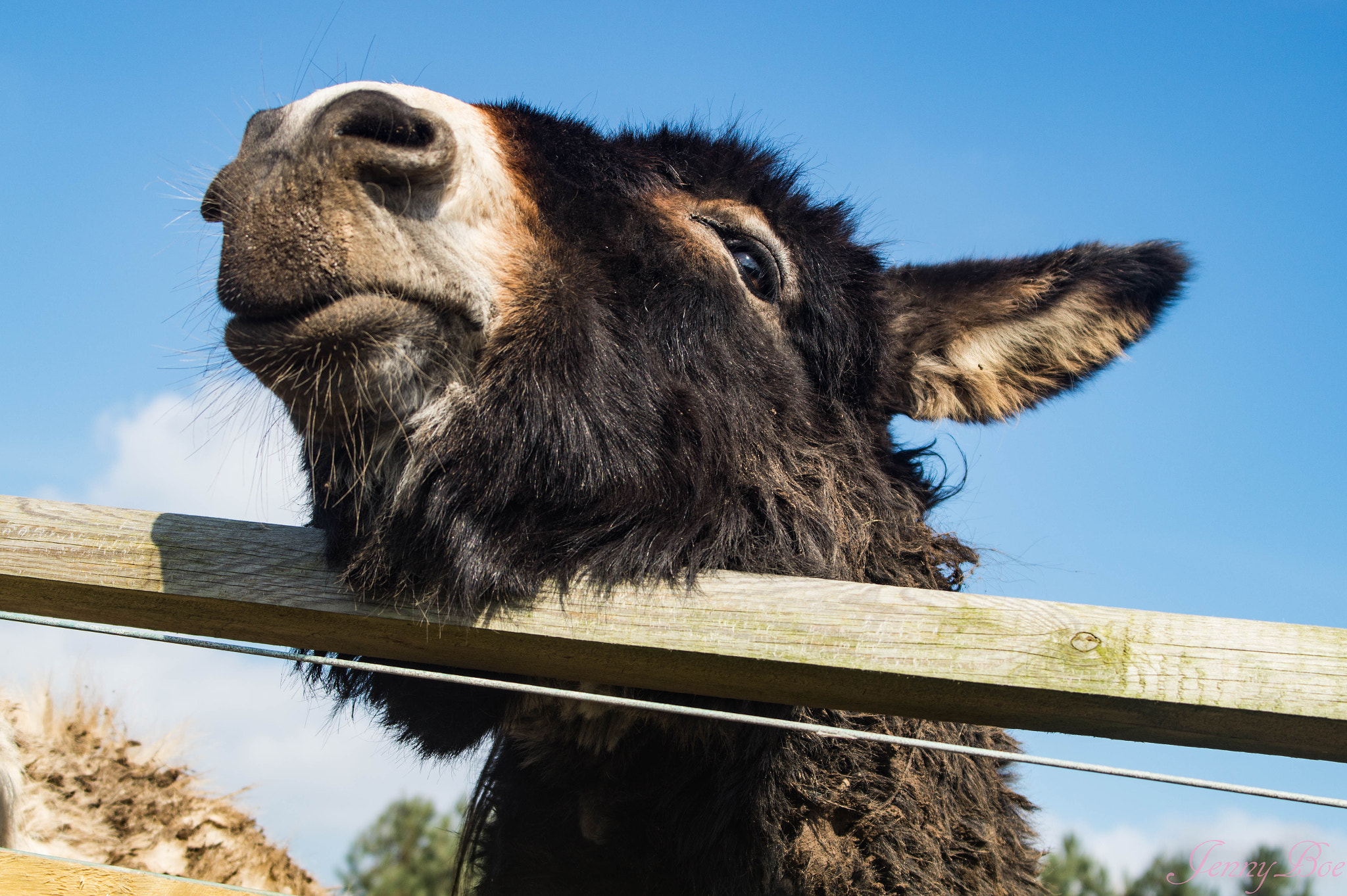 Tamron SP 24-70mm F2.8 Di VC USD sample photo. Donkey photography