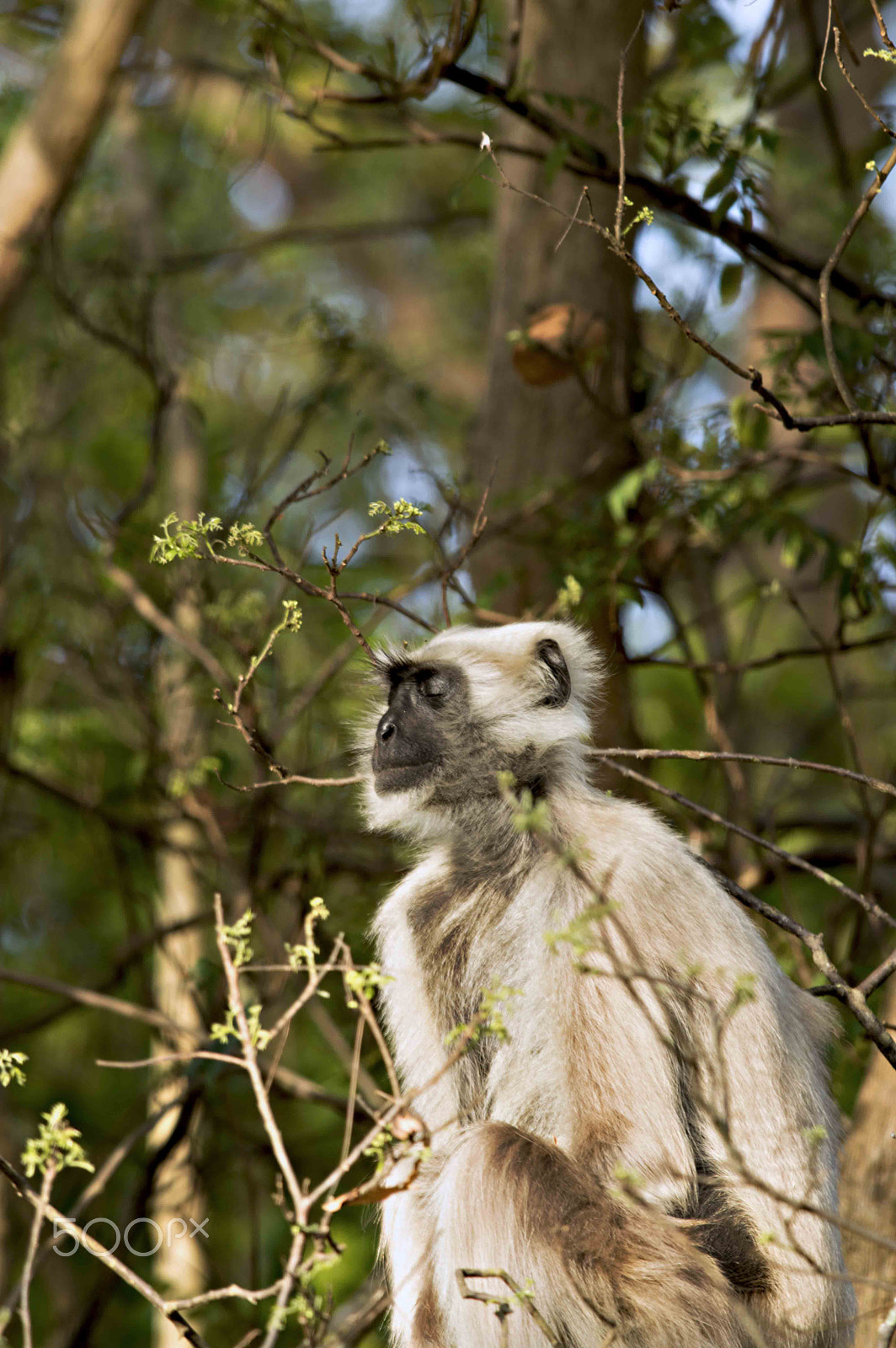 Nikon D3200 + Nikon AF-S Nikkor 300mm F4D ED-IF sample photo. Semnopithecus - hanuman langur photography