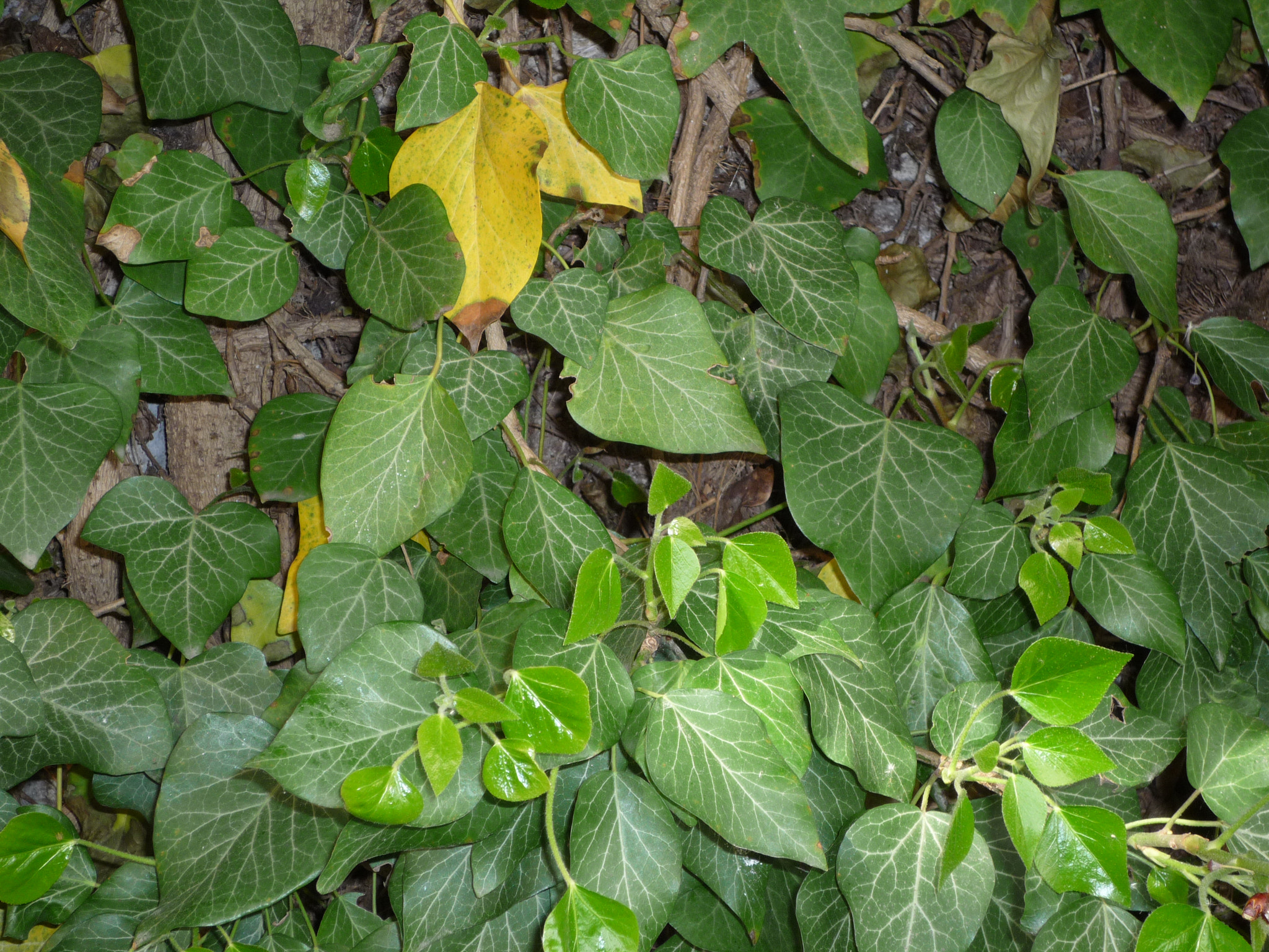 Panasonic DMC-FX35 sample photo. Ivy 0413 photography