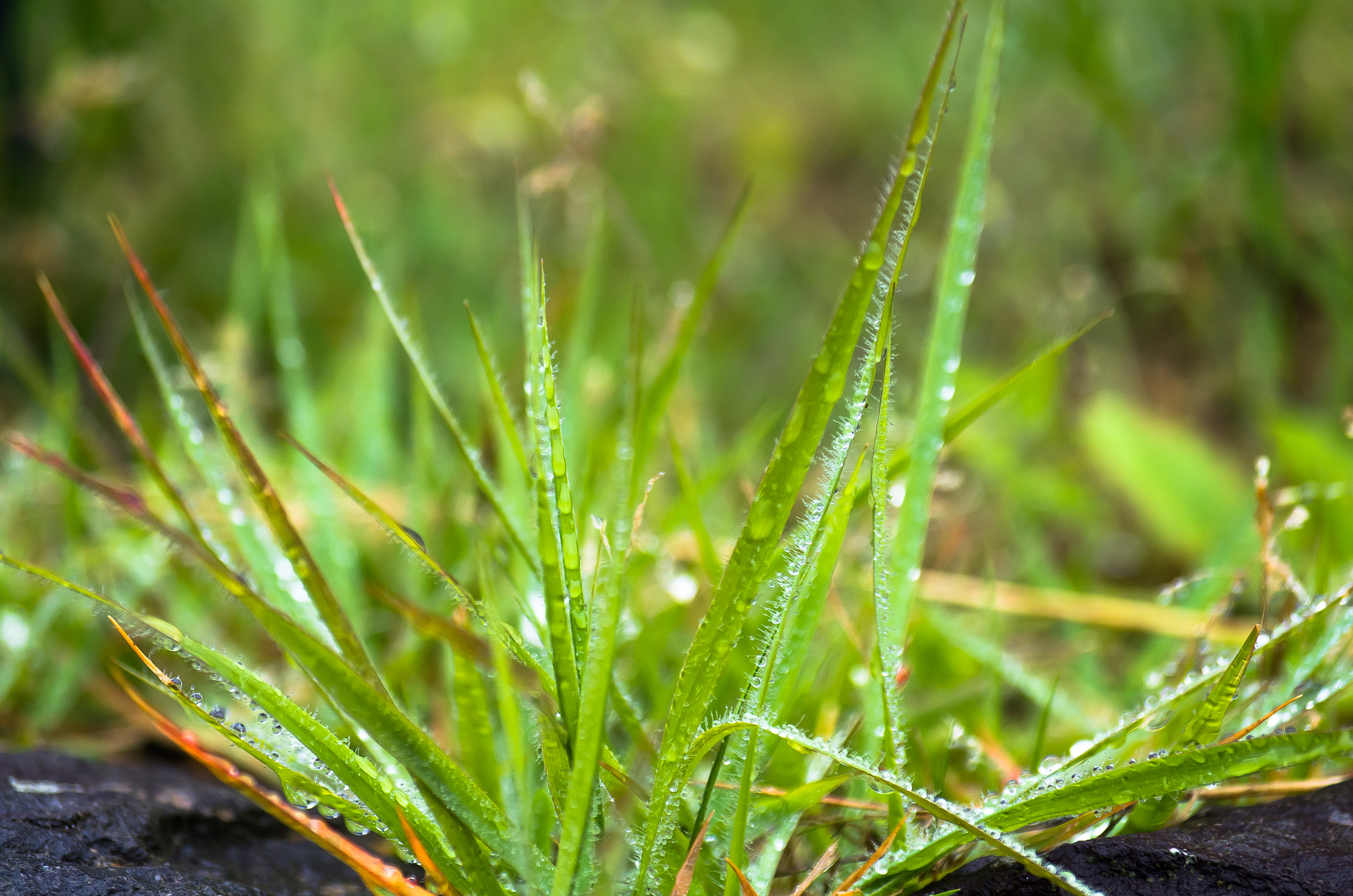 Pentax smc DA 50-200mm F4-5.6 ED WR sample photo. Fresh grass photography