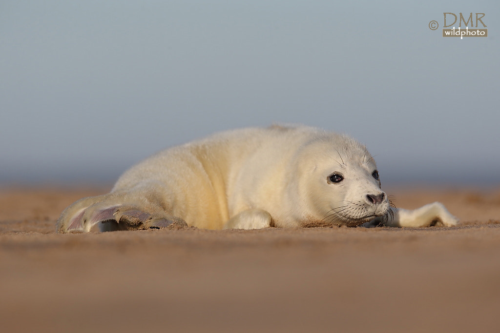 Canon EF 300mm F2.8L IS II USM sample photo. Grey seal photography