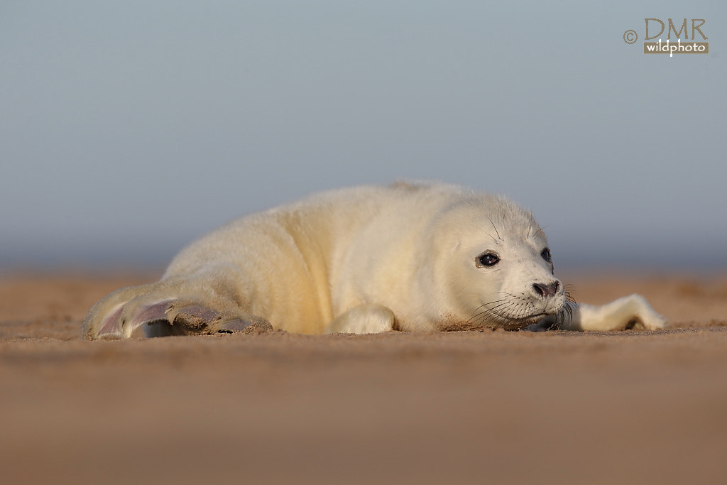 Canon EOS-1D X + Canon EF 300mm F2.8L IS II USM sample photo. Grey seal photography