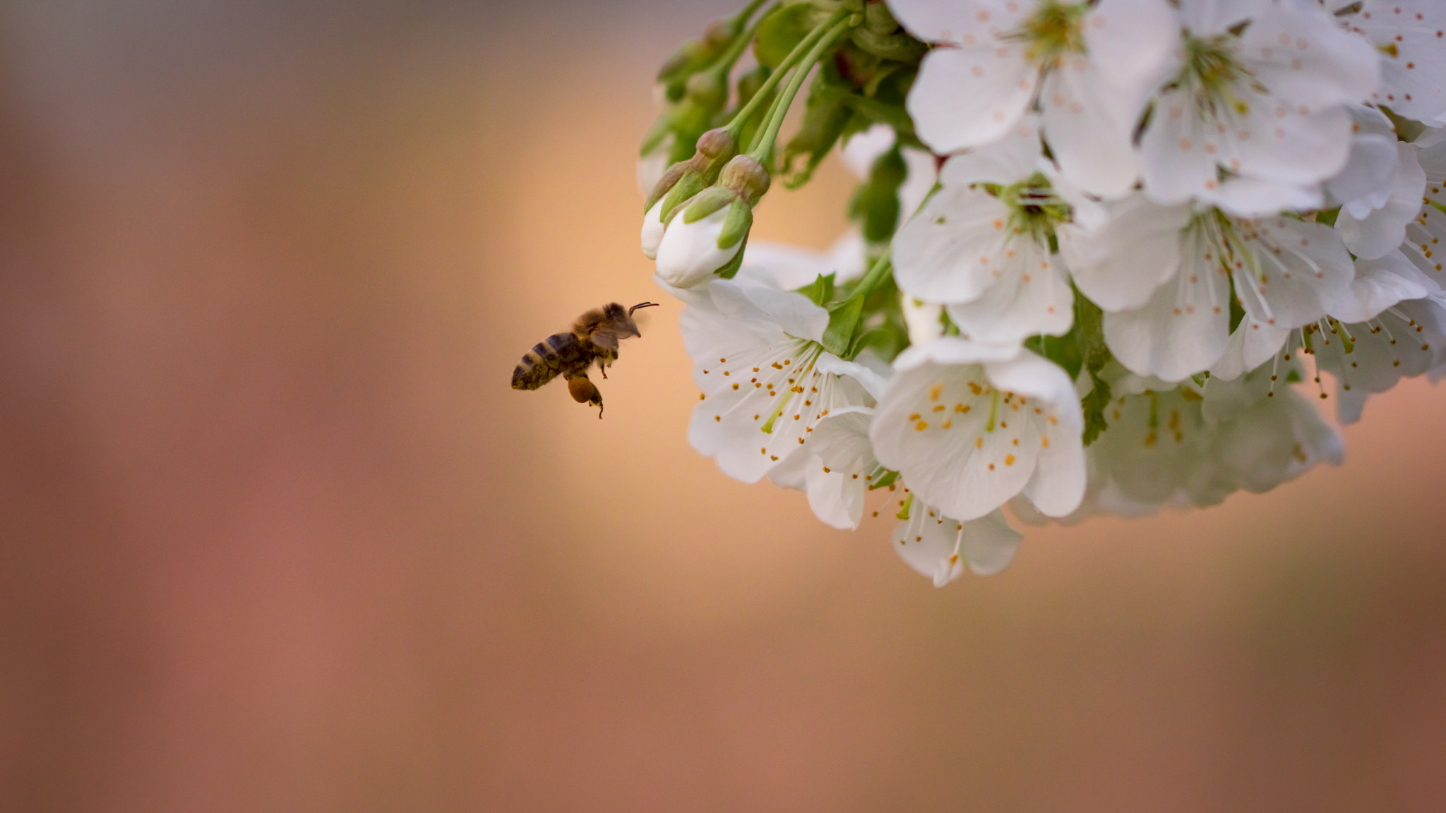 Canon EOS 750D (EOS Rebel T6i / EOS Kiss X8i) + Canon EF 100mm F2.8L Macro IS USM sample photo. Bee photography