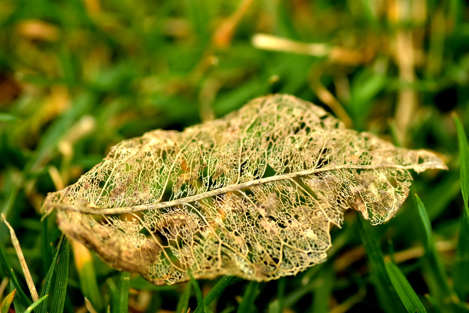 Nikon D7200 + Sigma 105mm F2.8 EX DG Macro sample photo. The leaf photography