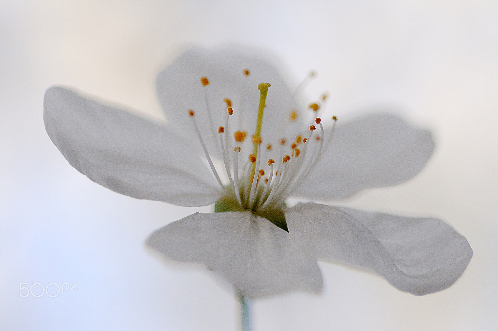 Nikon D300 + Nikon AF Micro-Nikkor 60mm F2.8D sample photo. Fleur de cerisier photography